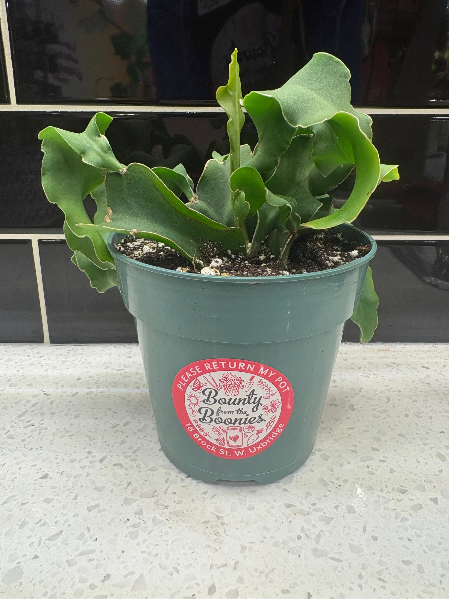 Curly Locks Orchid Cactus