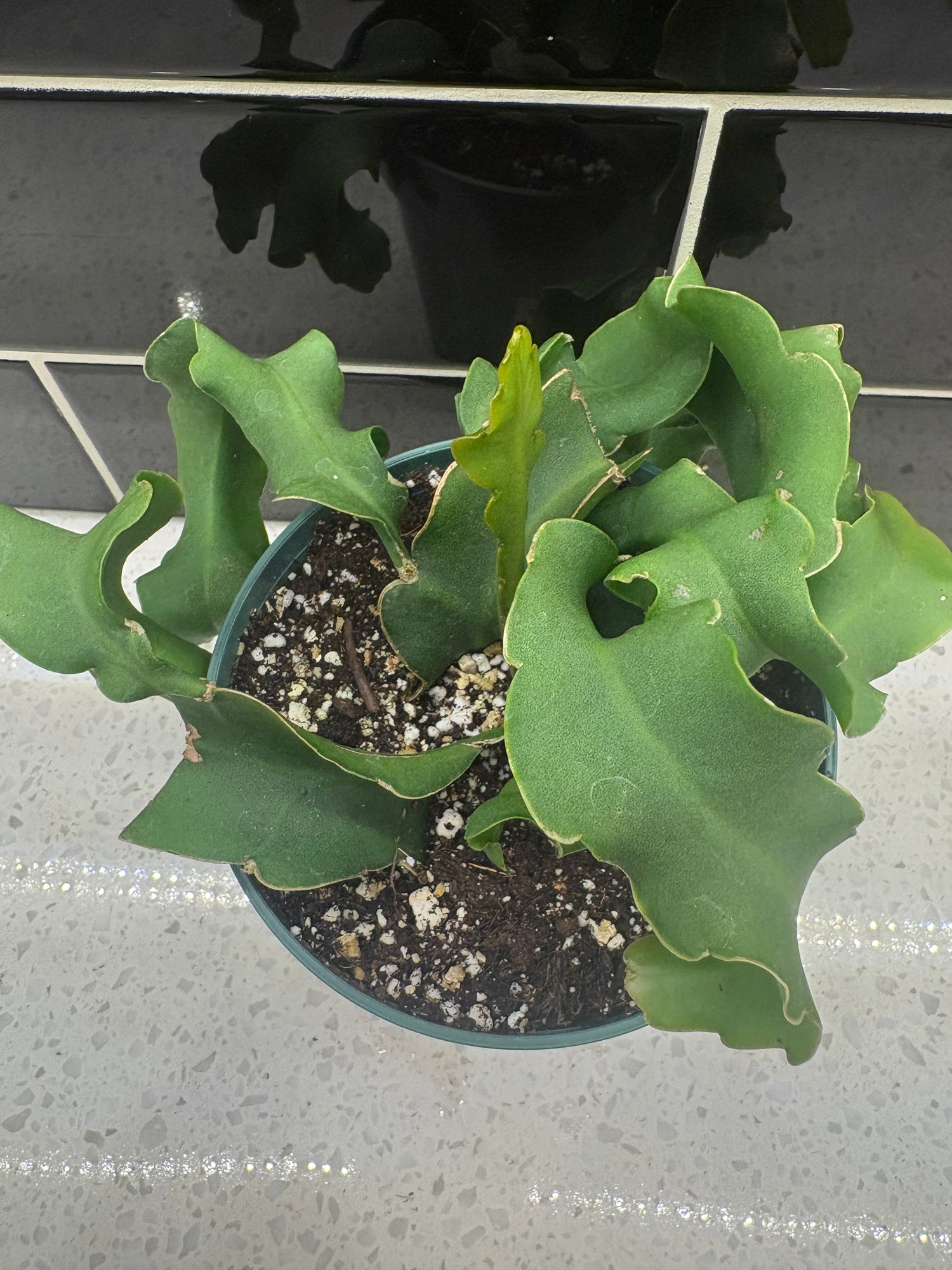 Curly Locks Orchid Cactus