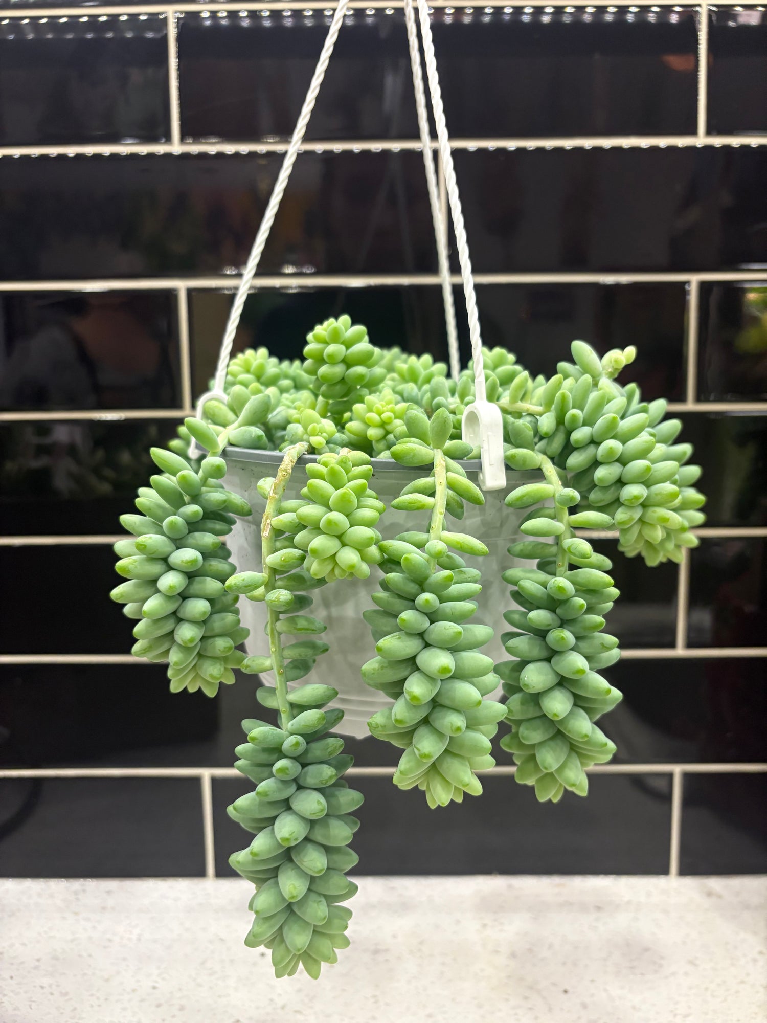 Burro’s Tail