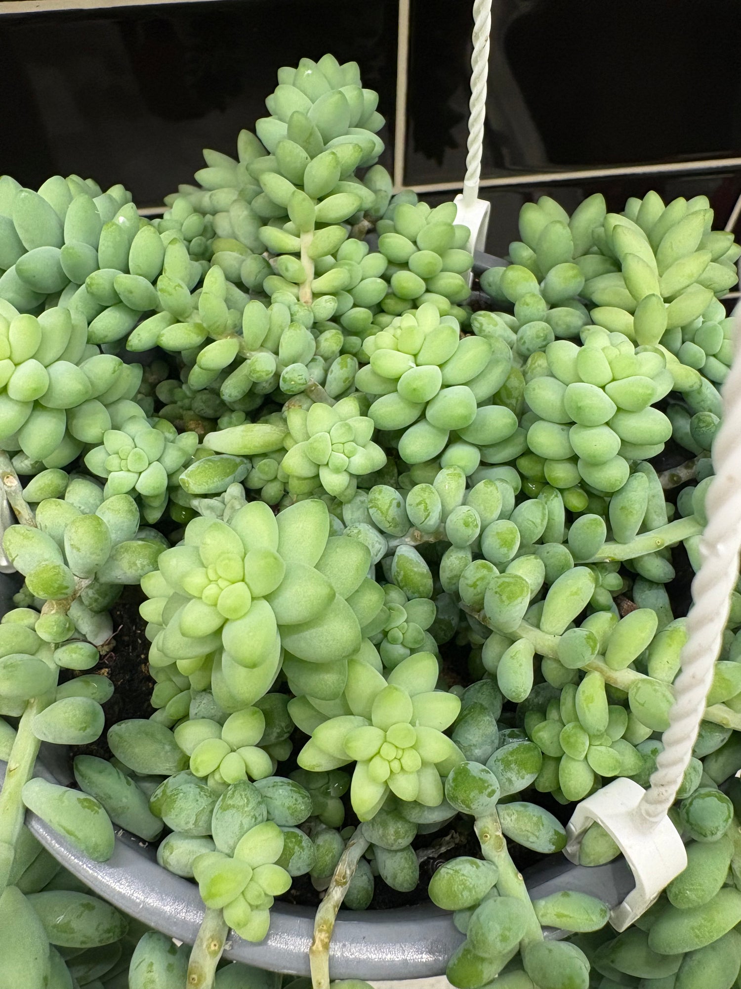 Burro’s Tail