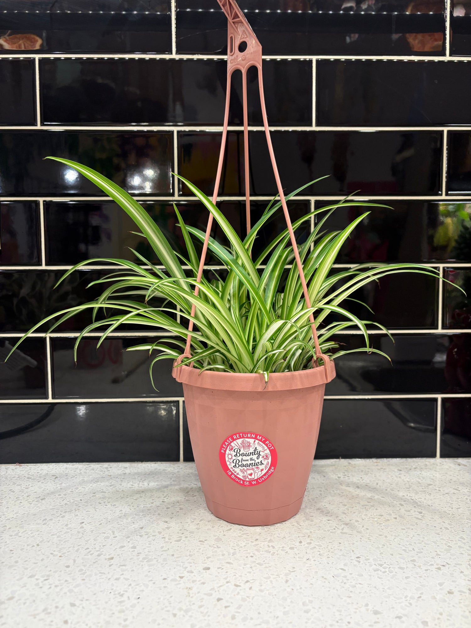 Spider Plant 5”