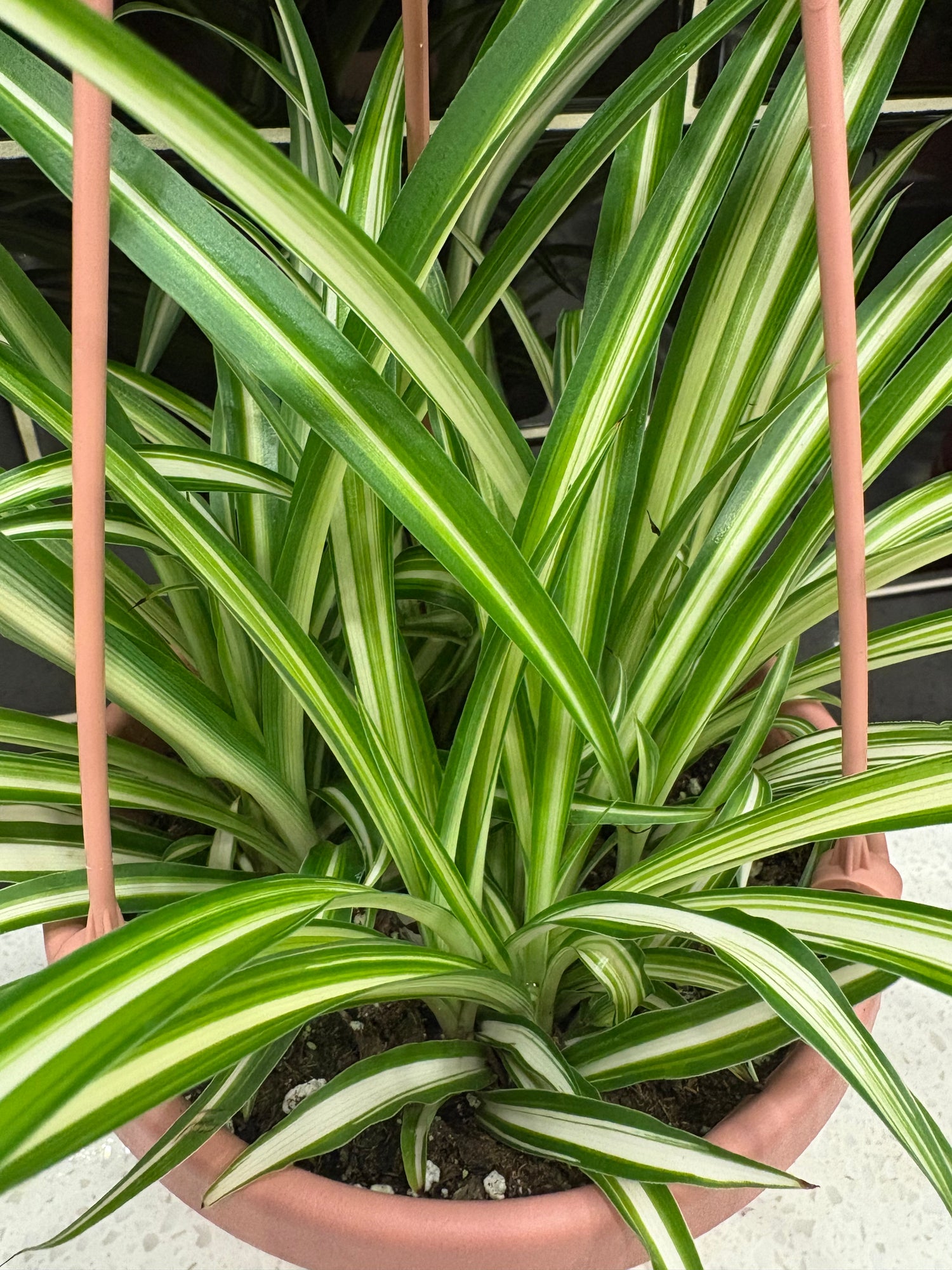 Spider Plant 5”