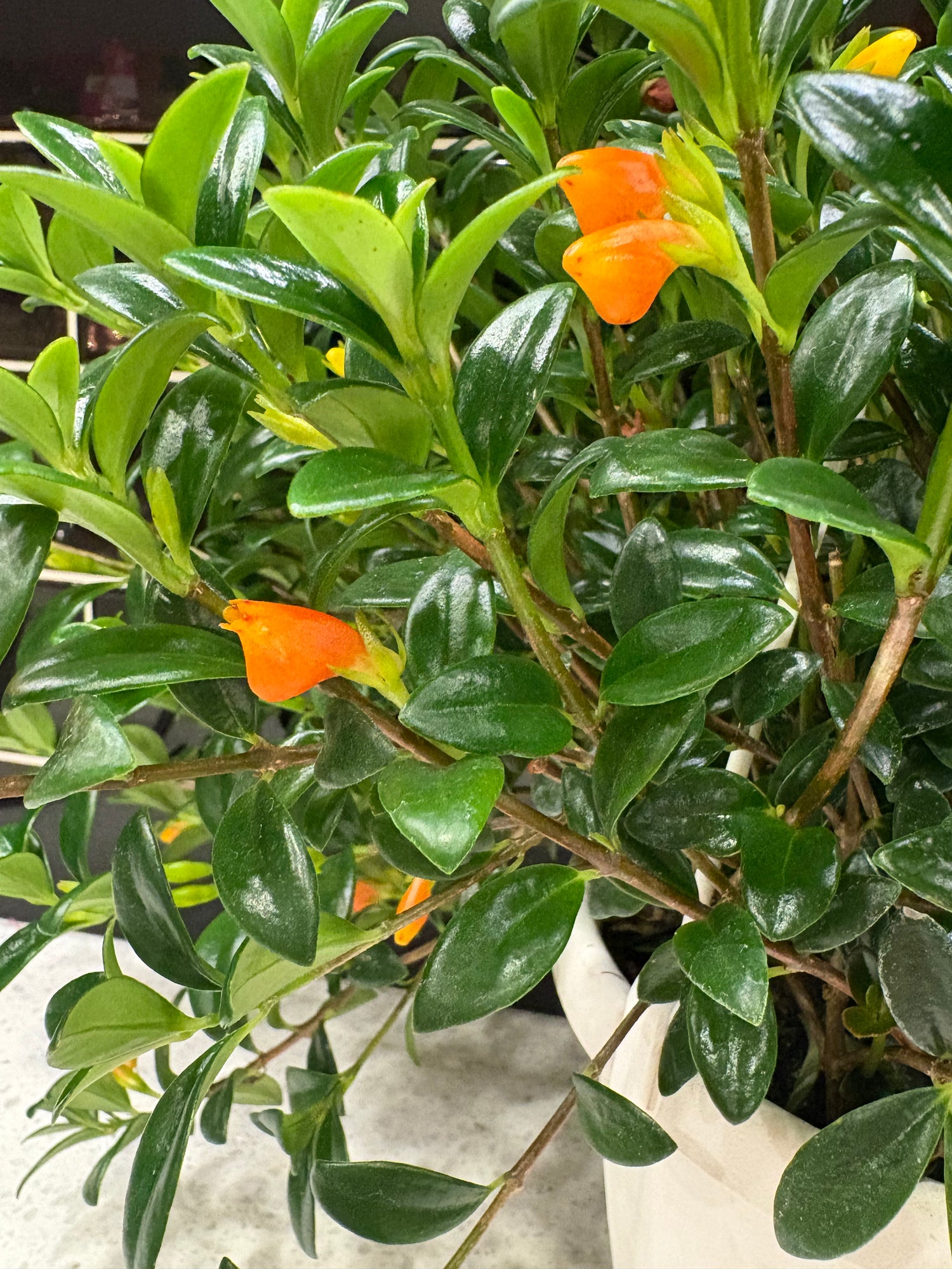 Goldfish Plant 5”