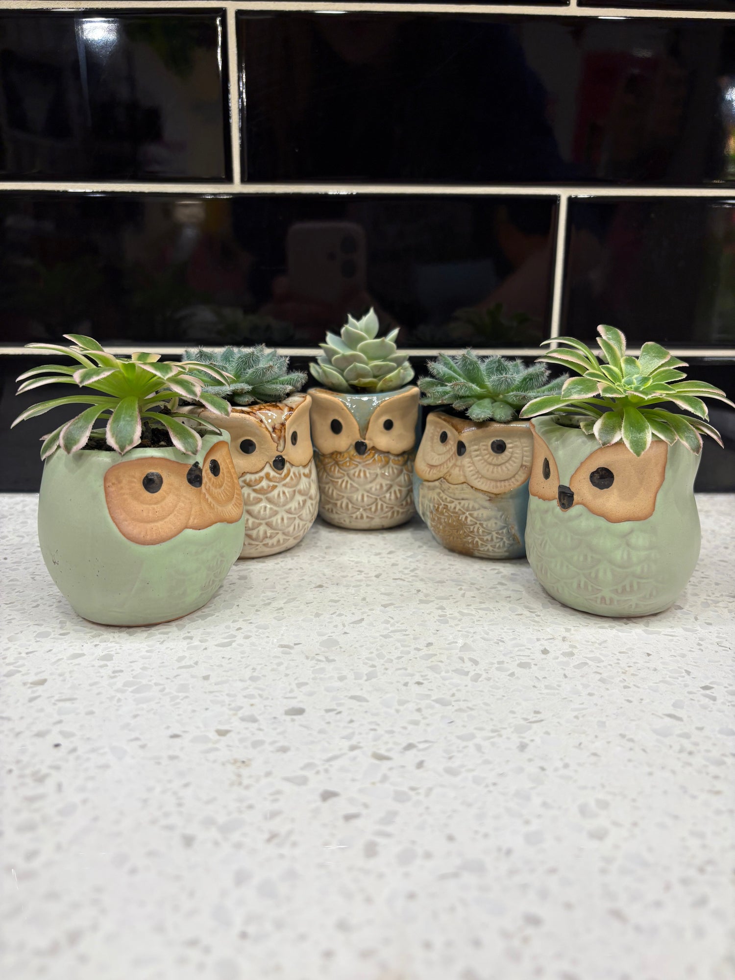 Potted Owl Succulent