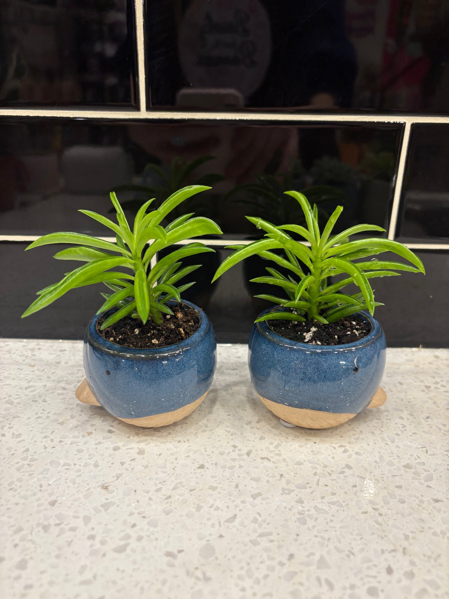 Potted Whale Succulent