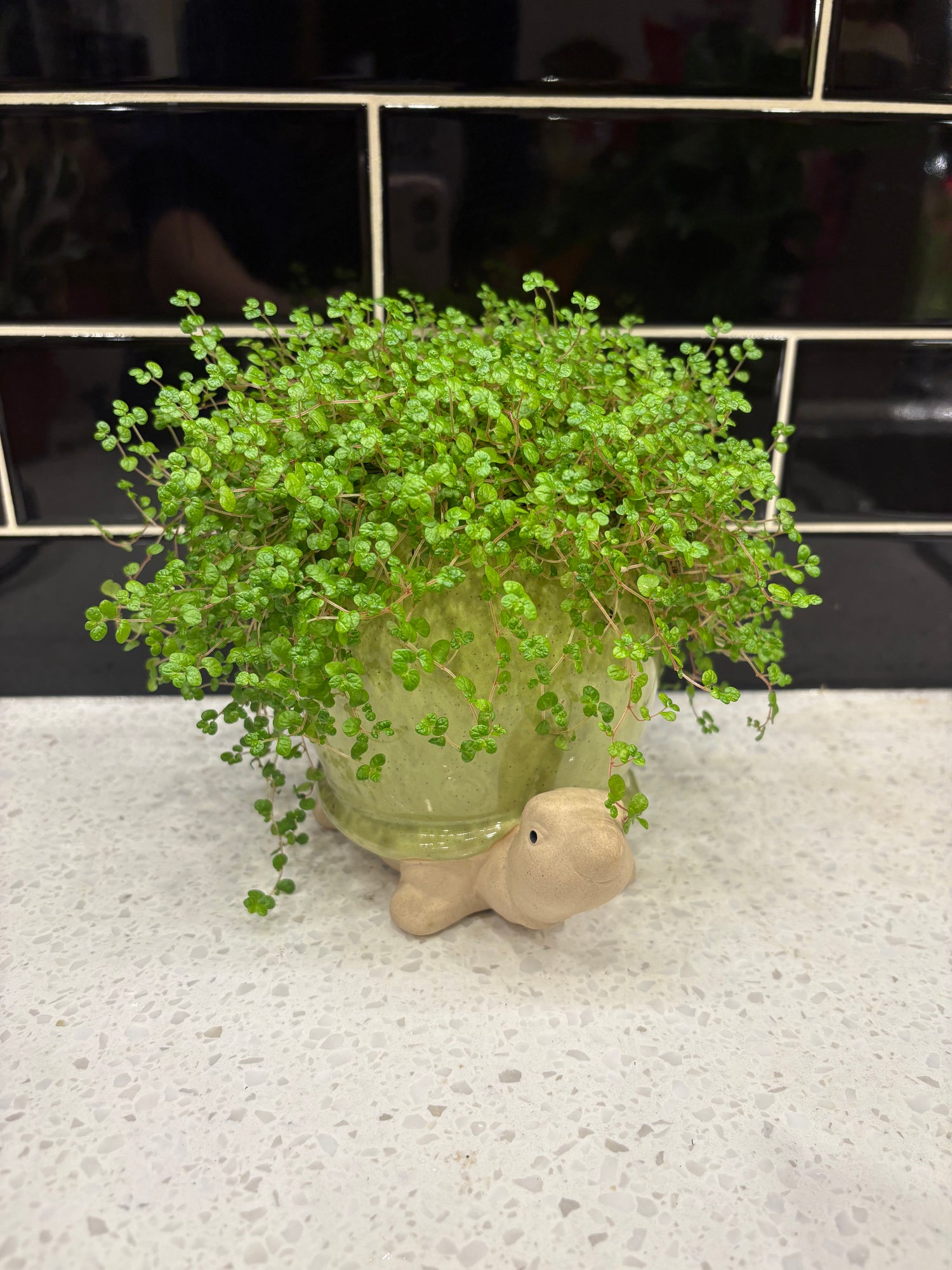 Potted Turtle Baby Tears