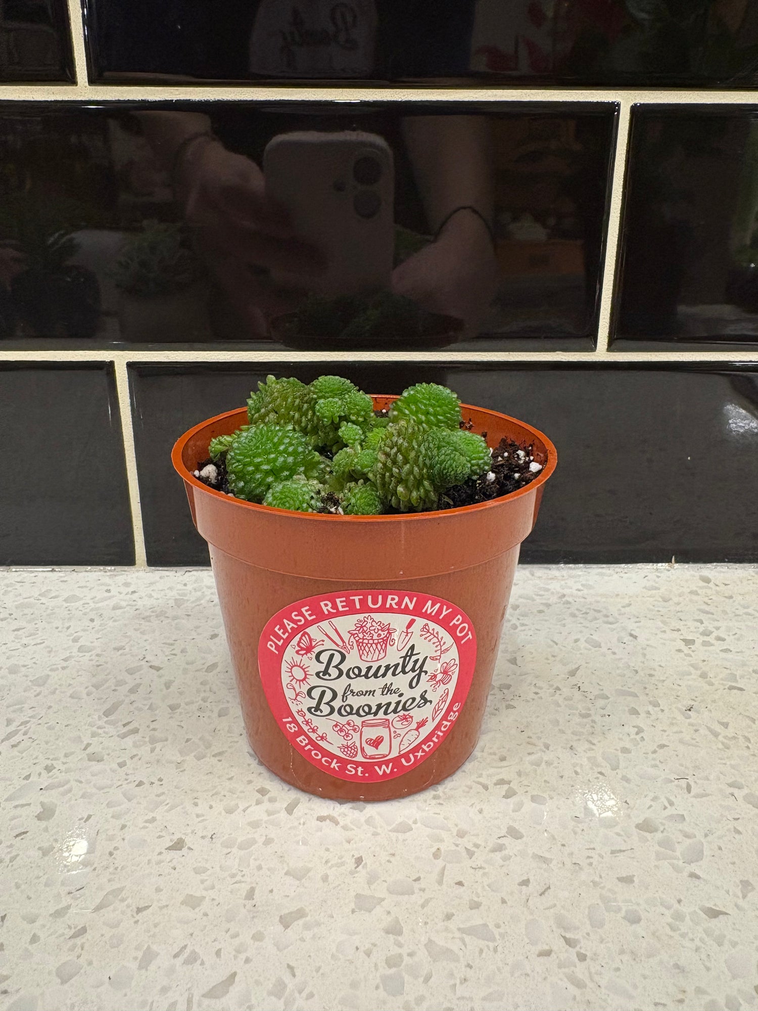 Monanthes Polyphylla Succulent