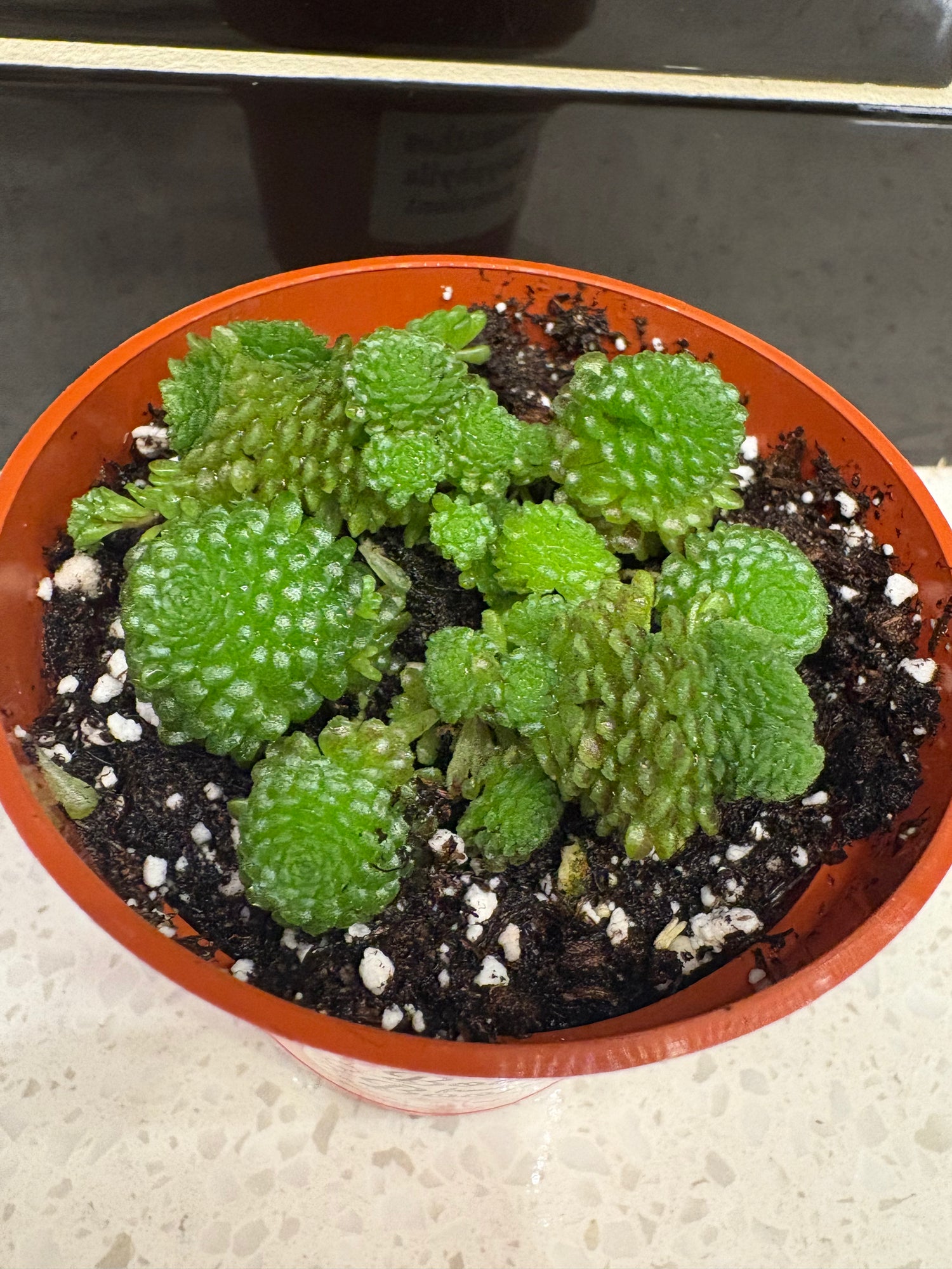 Monanthes Polyphylla Succulent