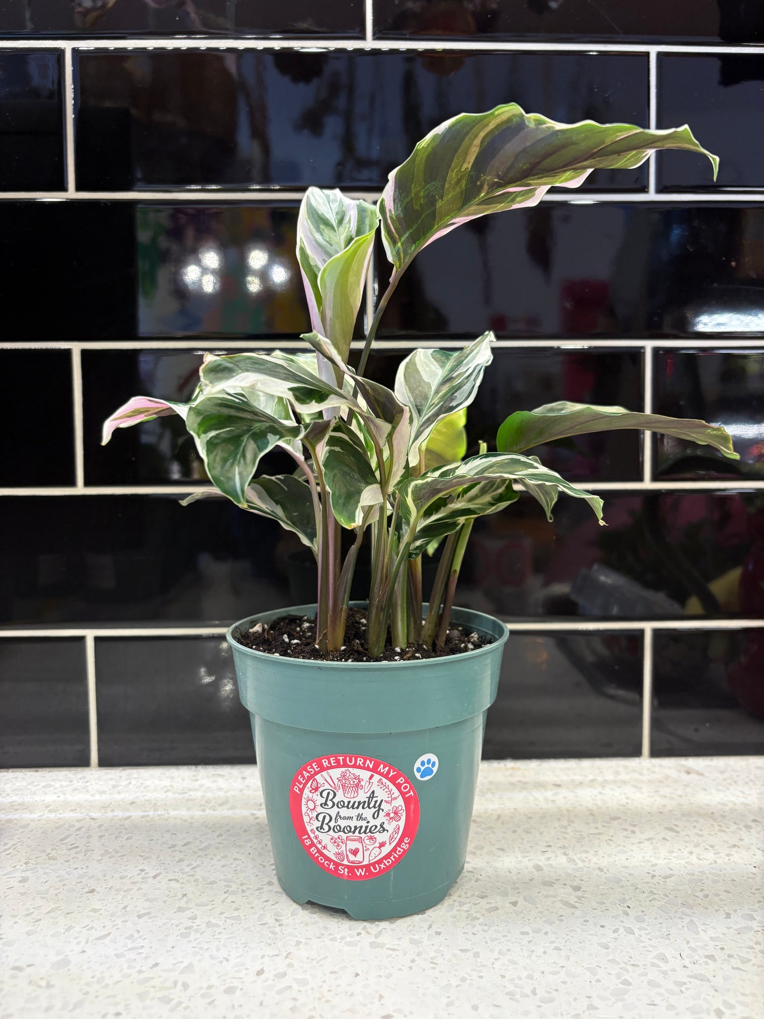 Calathea White Fusion