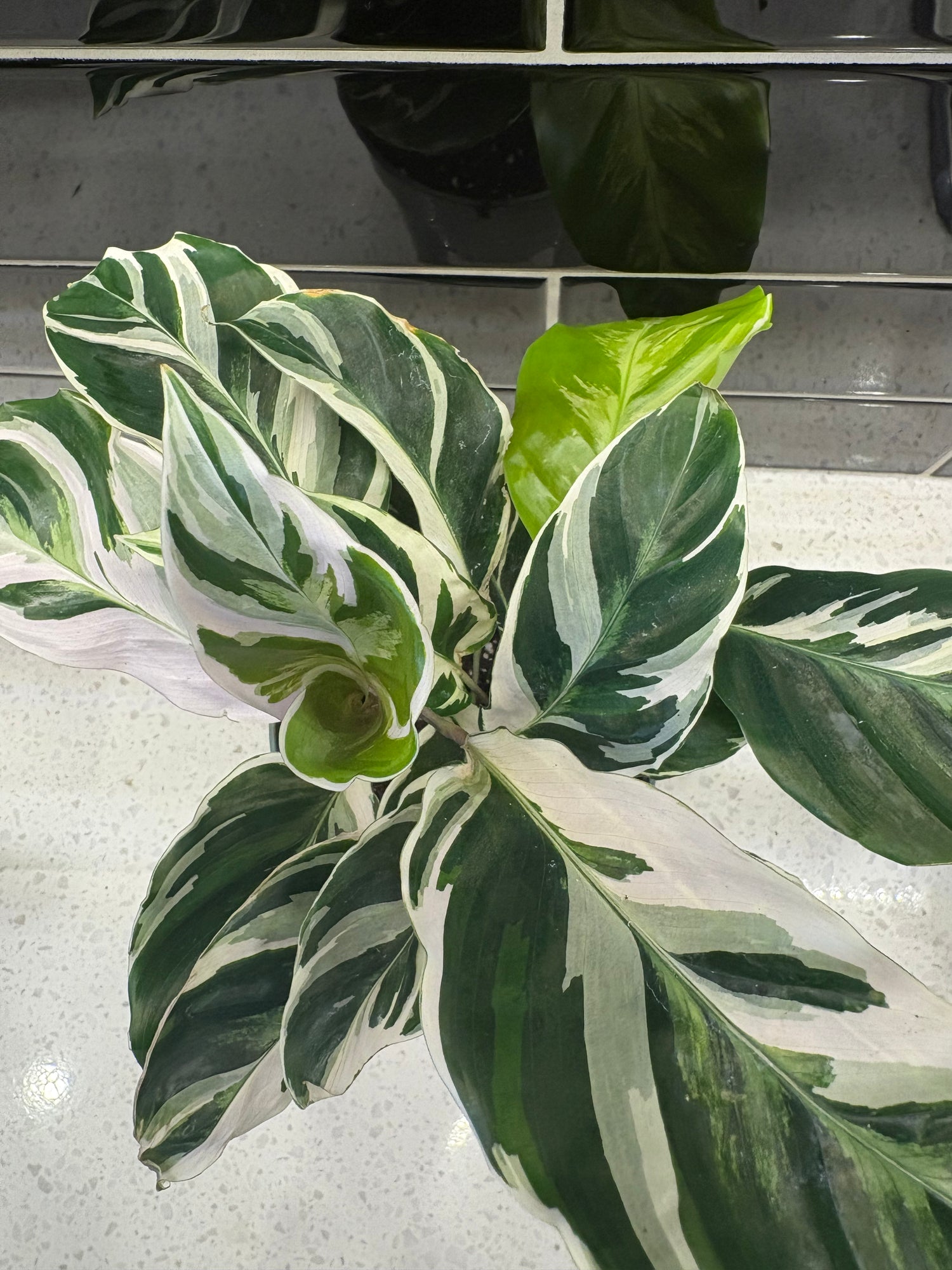 Calathea White Fusion