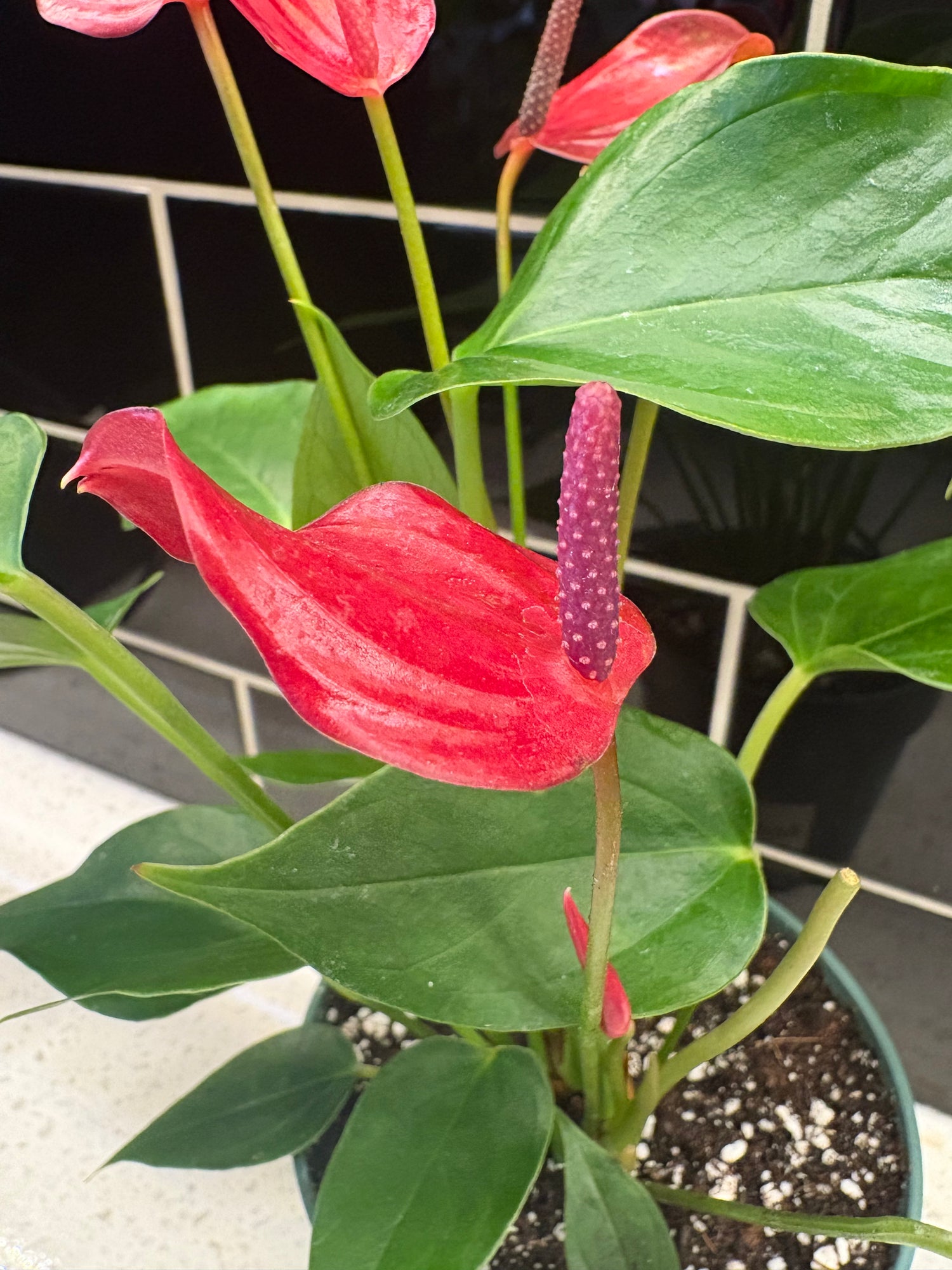 Anthurium