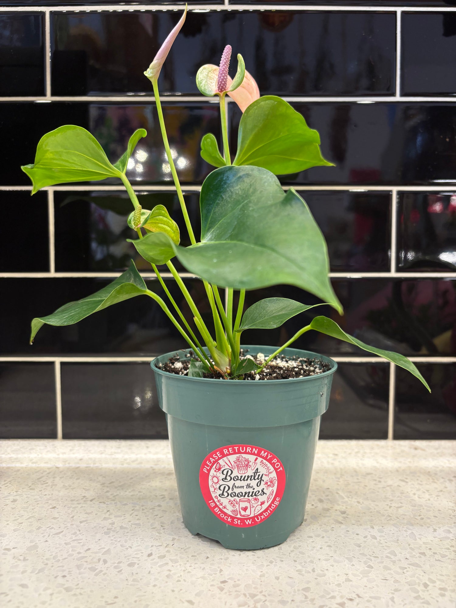 Anthurium
