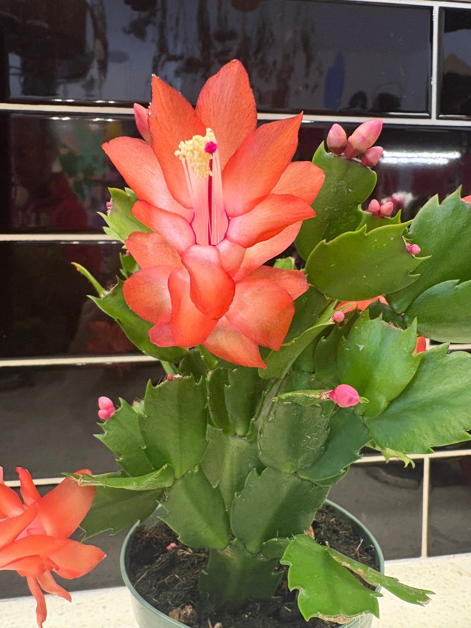 Christmas Cactus