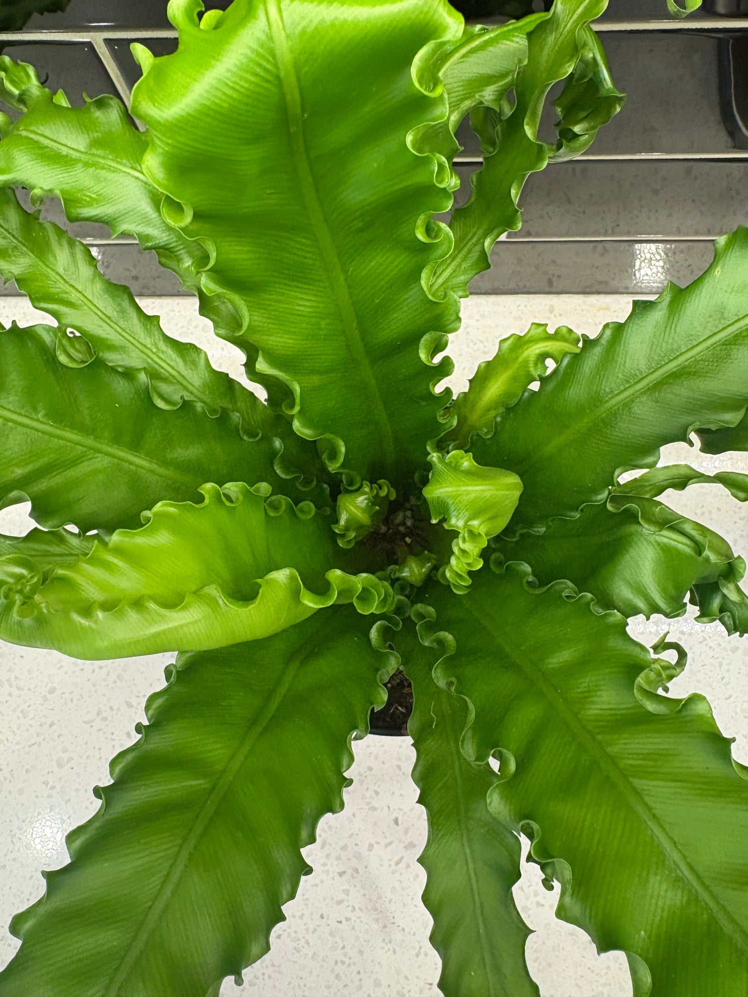 Birds Nest Fern 6”