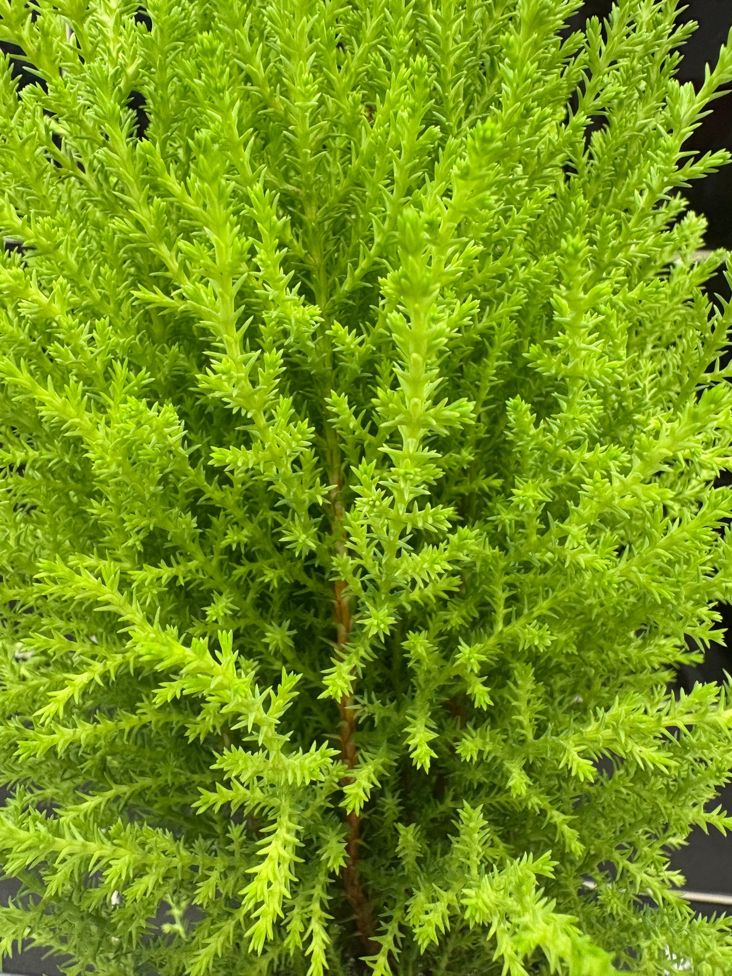 Lemon Cypress Tree 4”