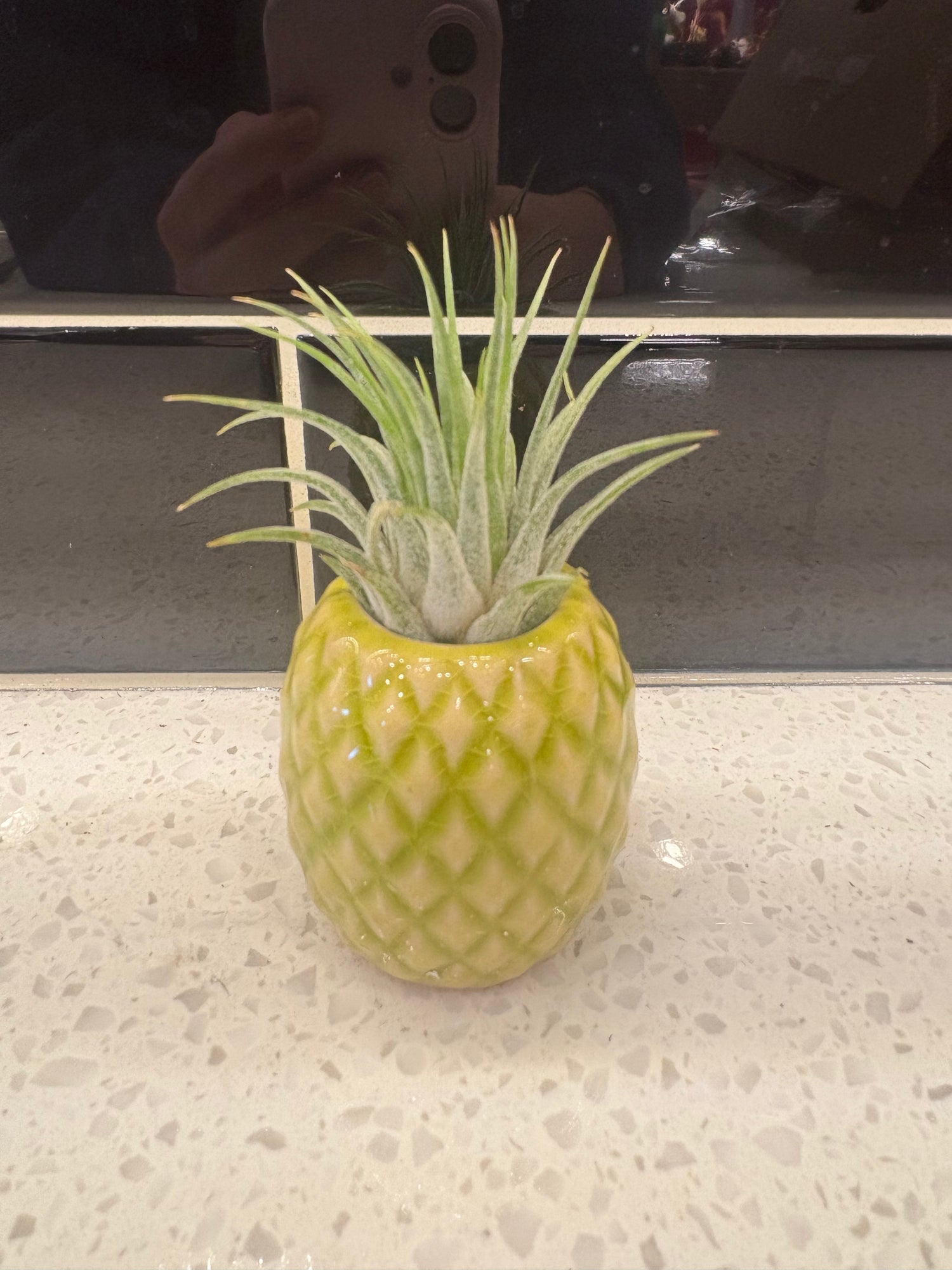 Pineapple Air Plant