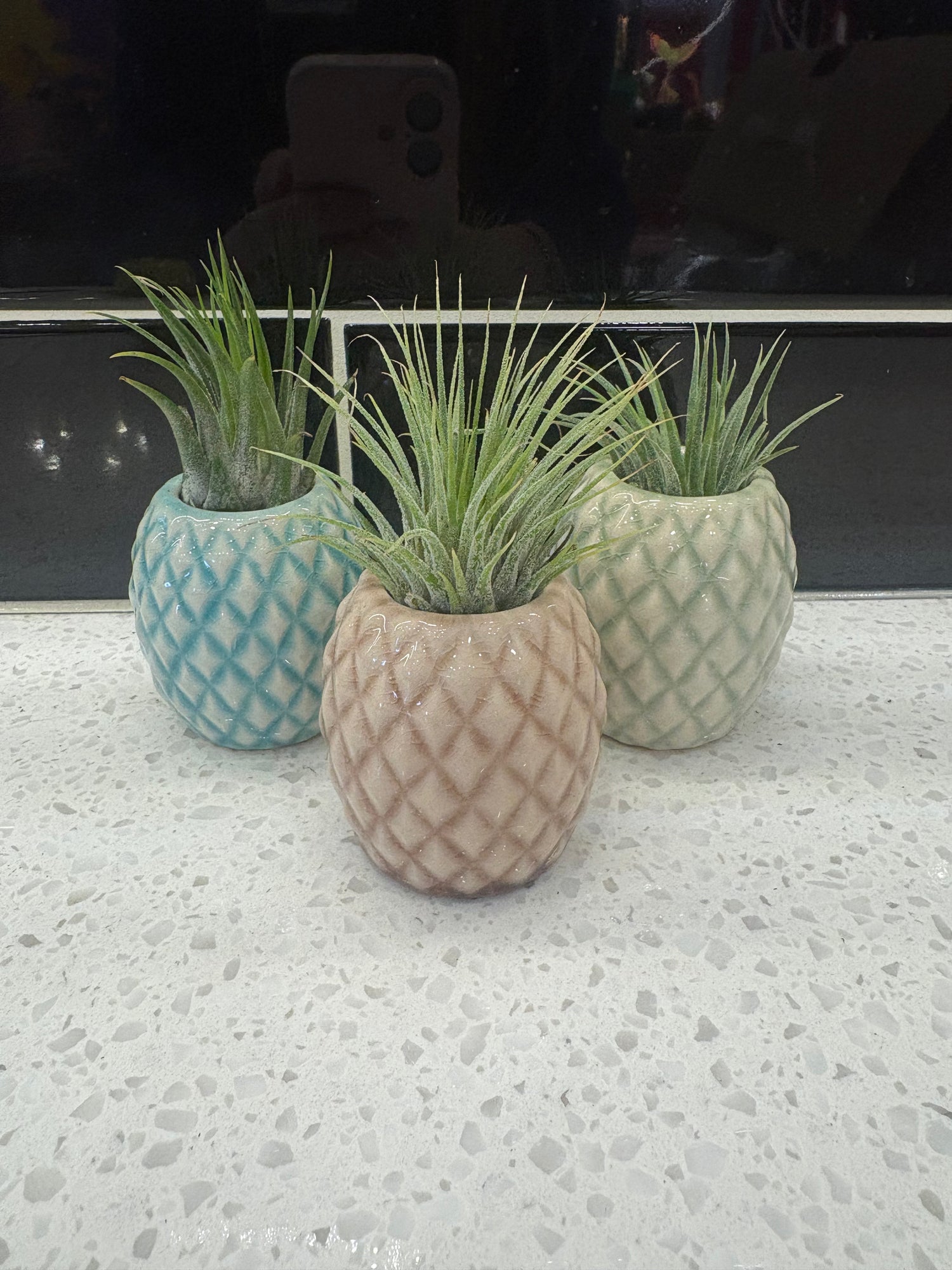 Pineapple Air Plant