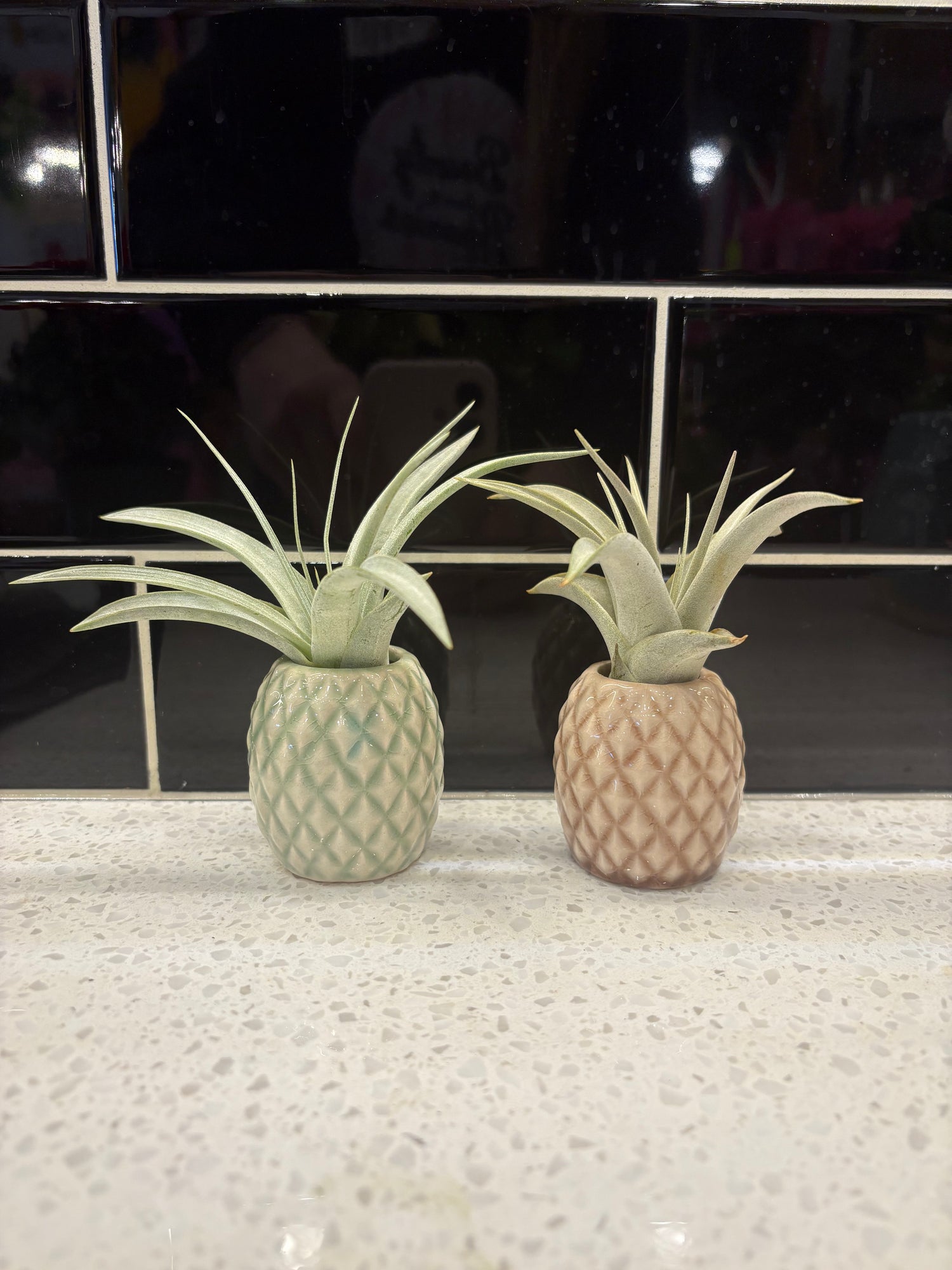Pineapple Air Plant