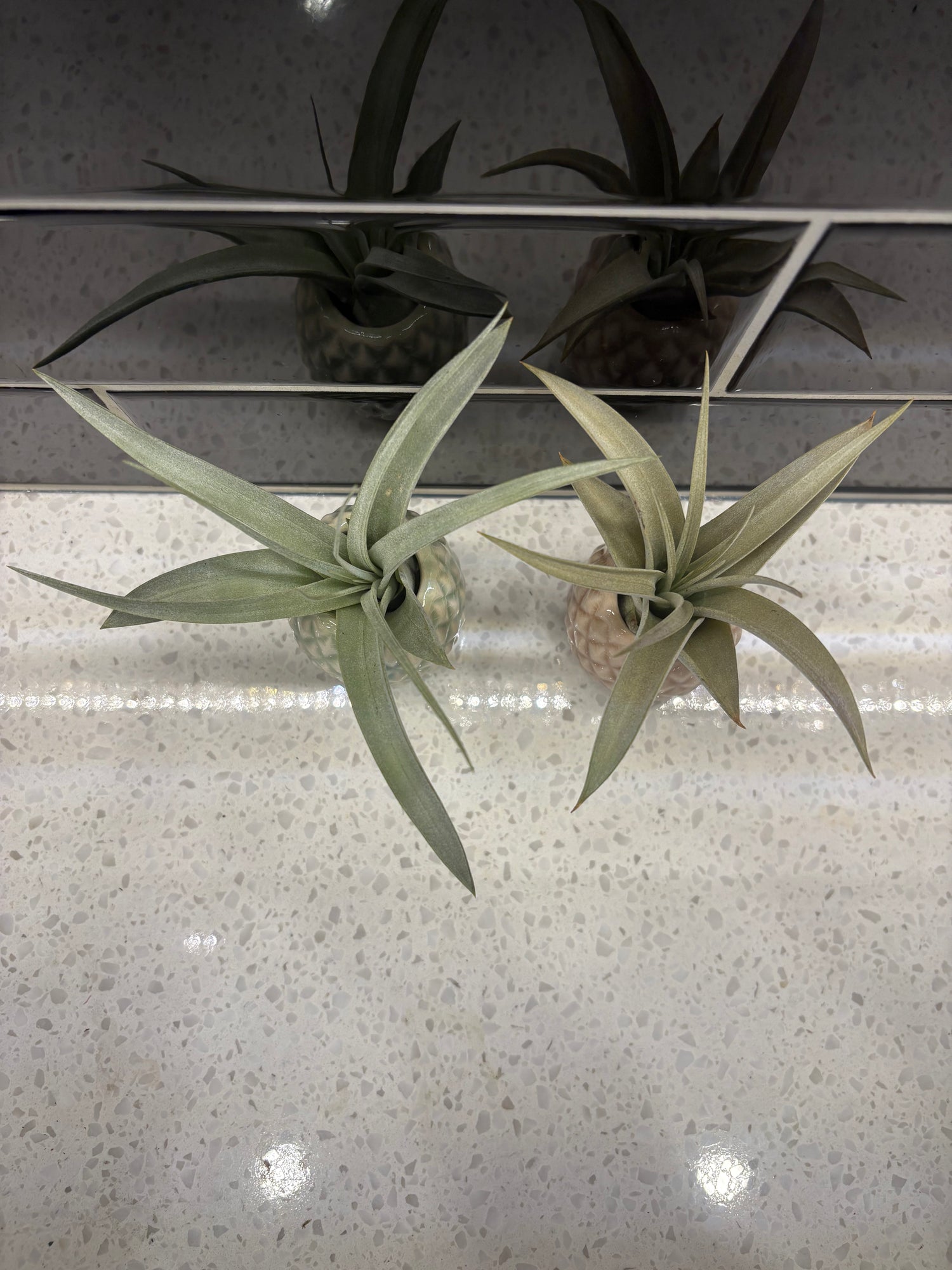Pineapple Air Plant