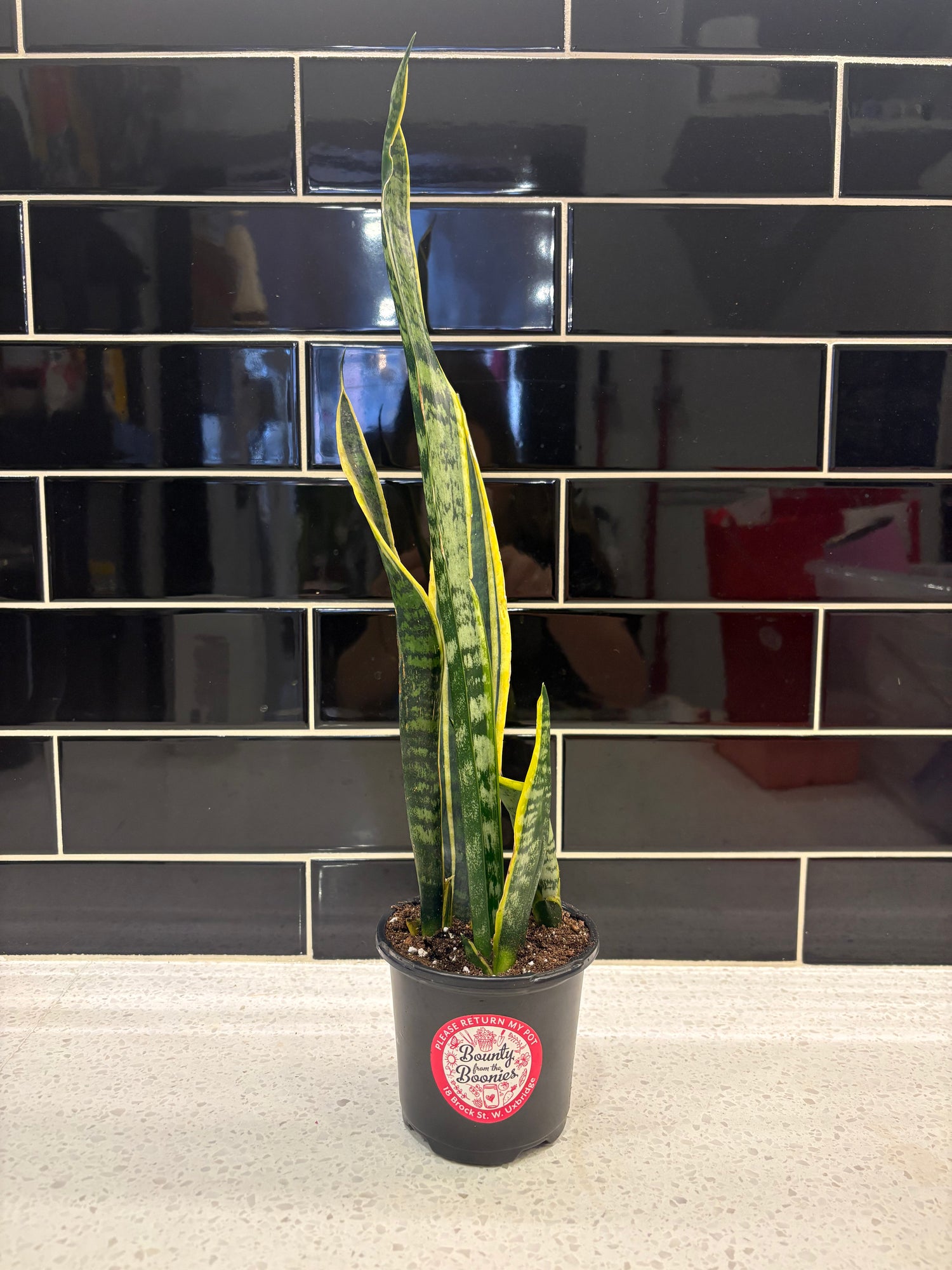Snake Plant - Laurentii