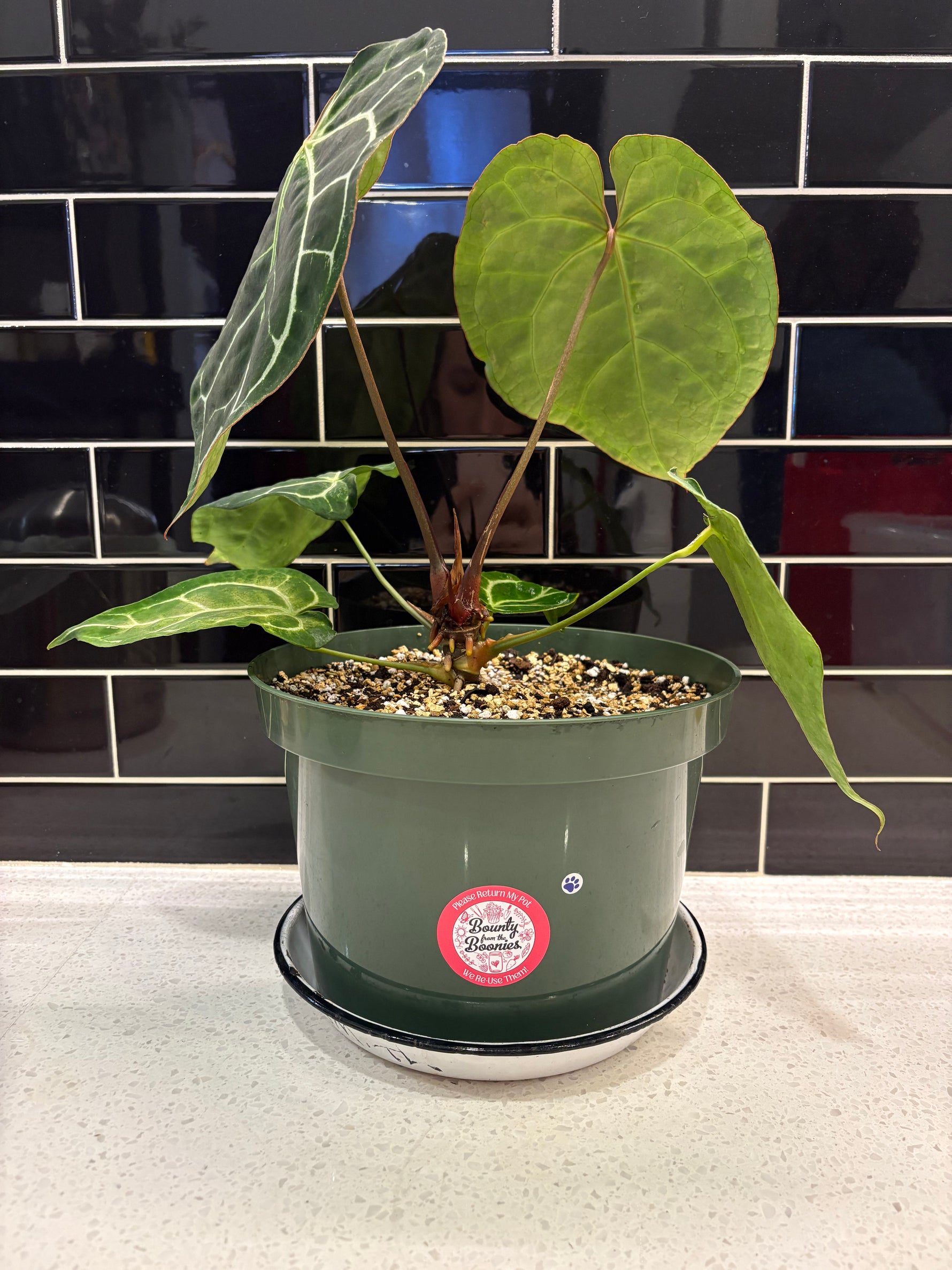 anthurium order Turtle Leaf Anthurium 10” – Bounty from the Boonies