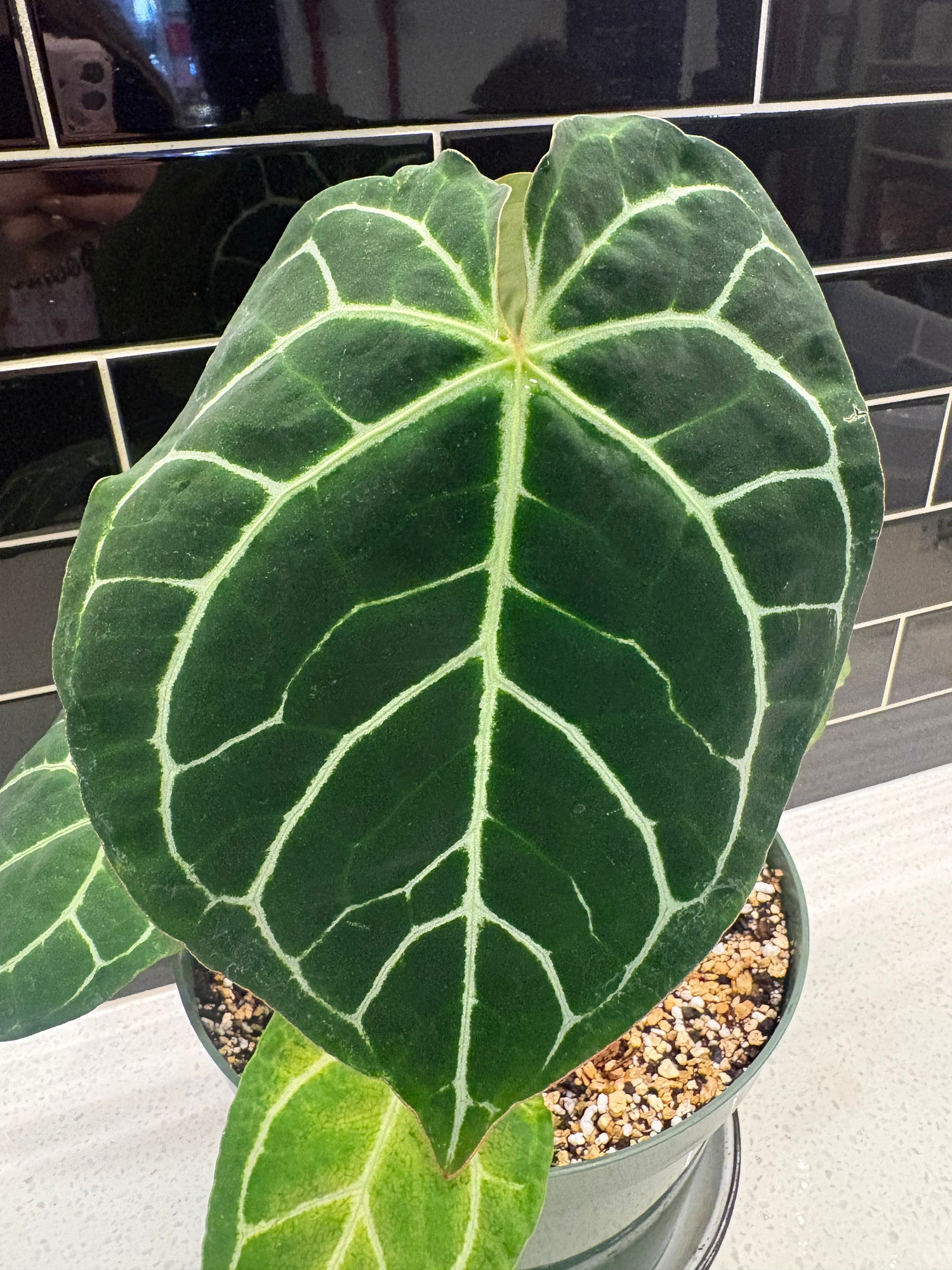 Turtle Leaf Anthurium 10”