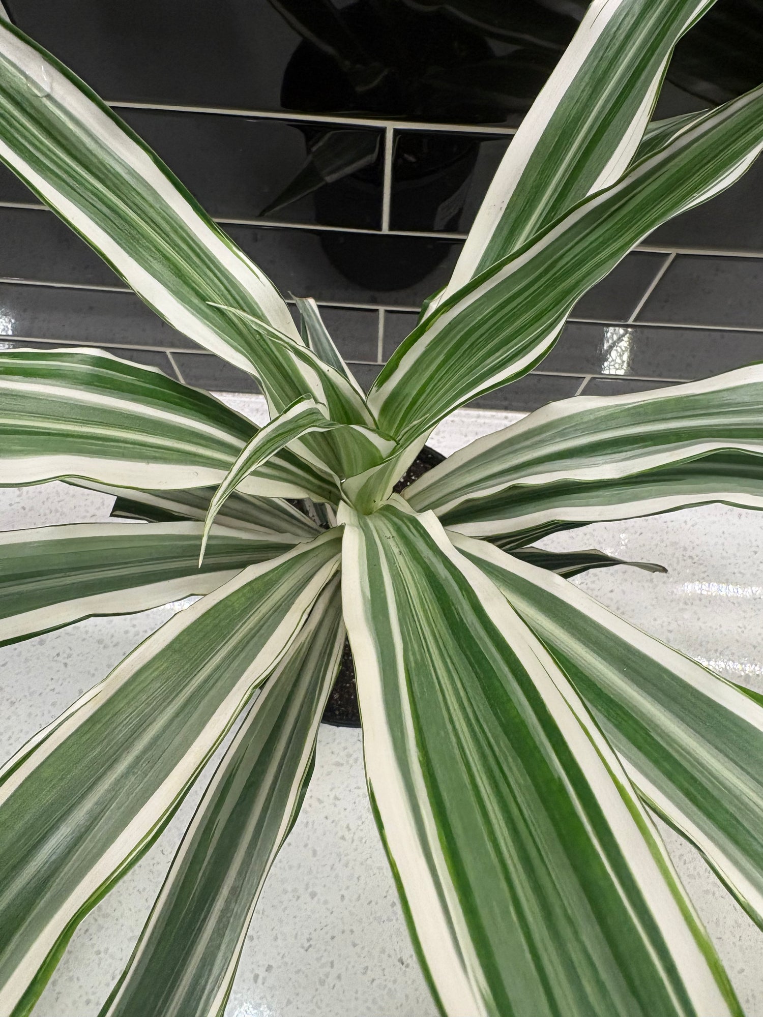 White Striped Dracaena 6”