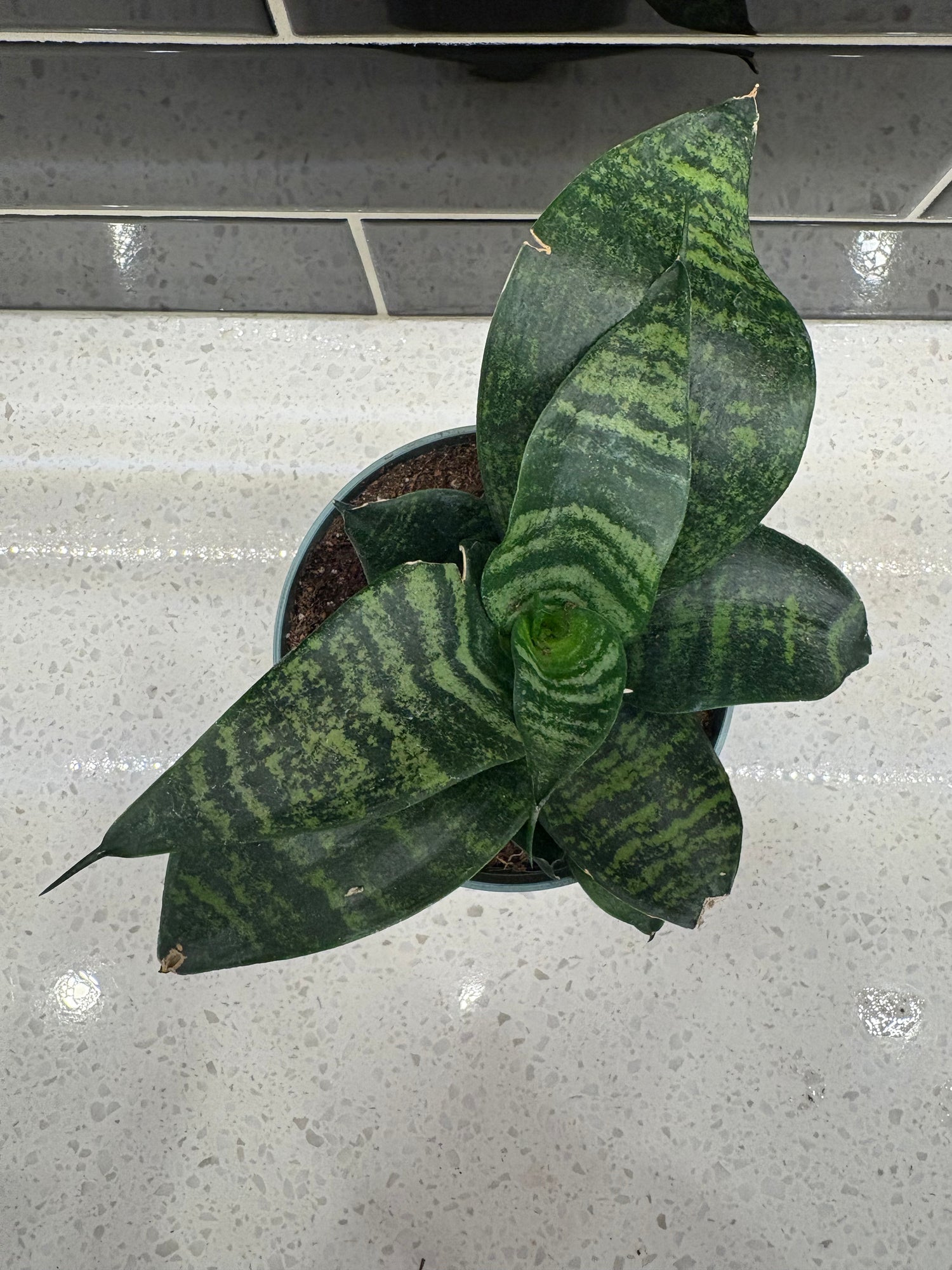 Sansevieria Hahnii