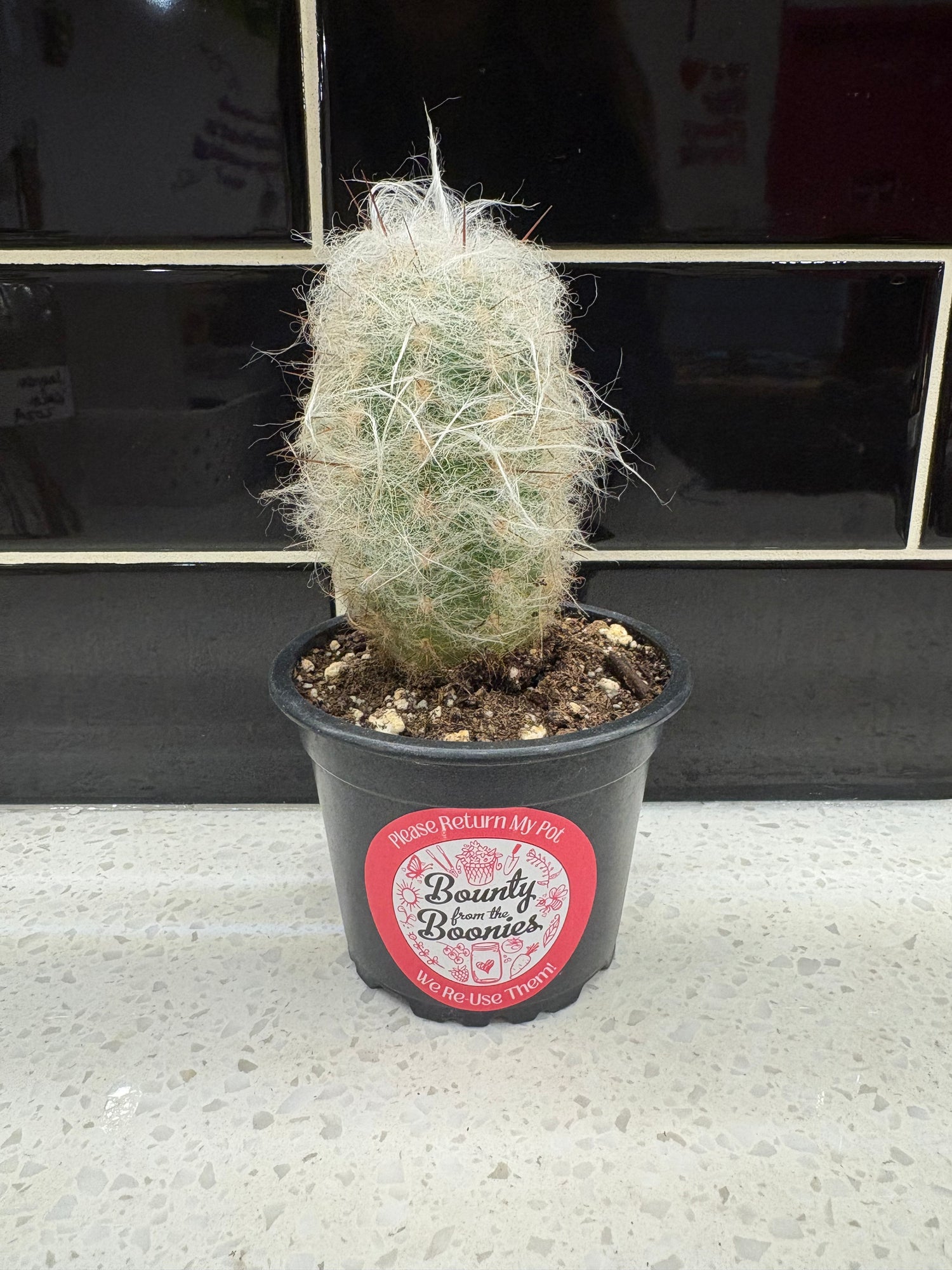 Old Man of The Andes Cactus