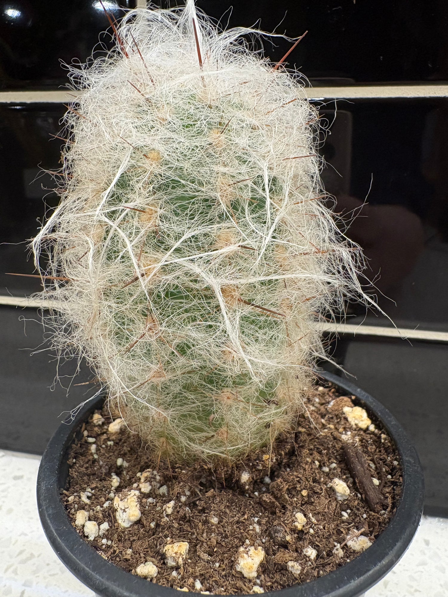 Old Man of The Andes Cactus