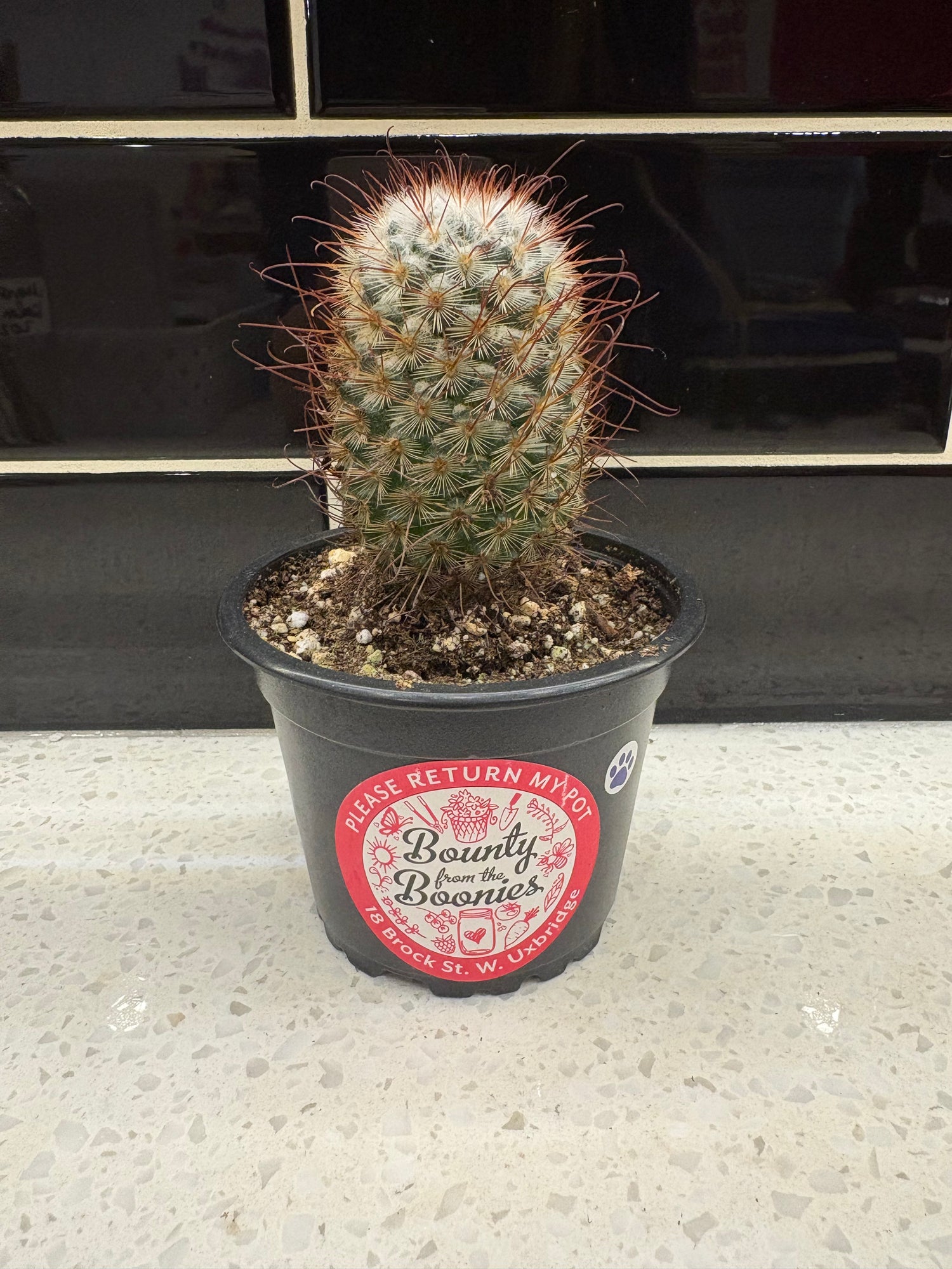 Silken Pincushion Cactus