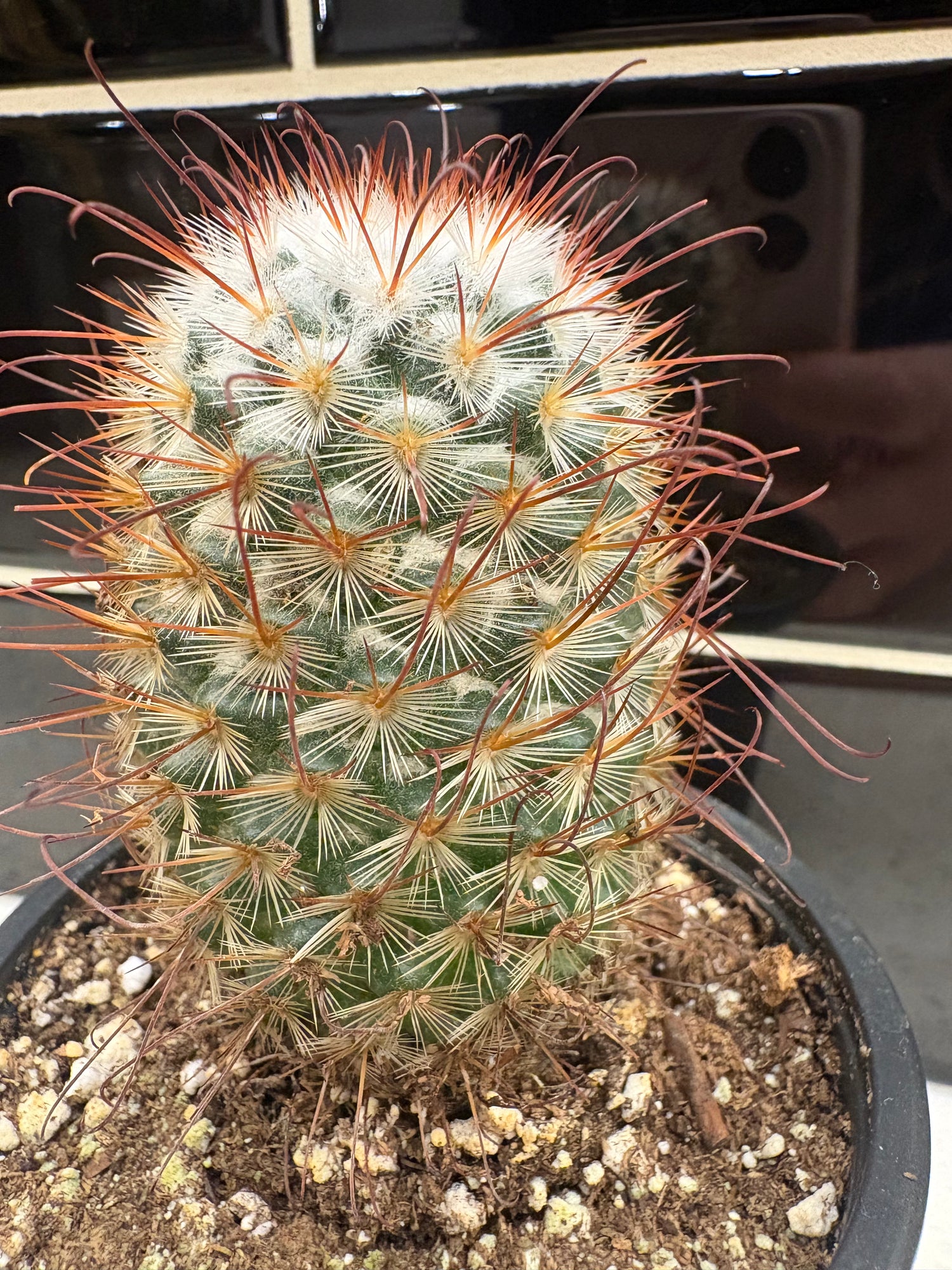 Silken Pincushion Cactus
