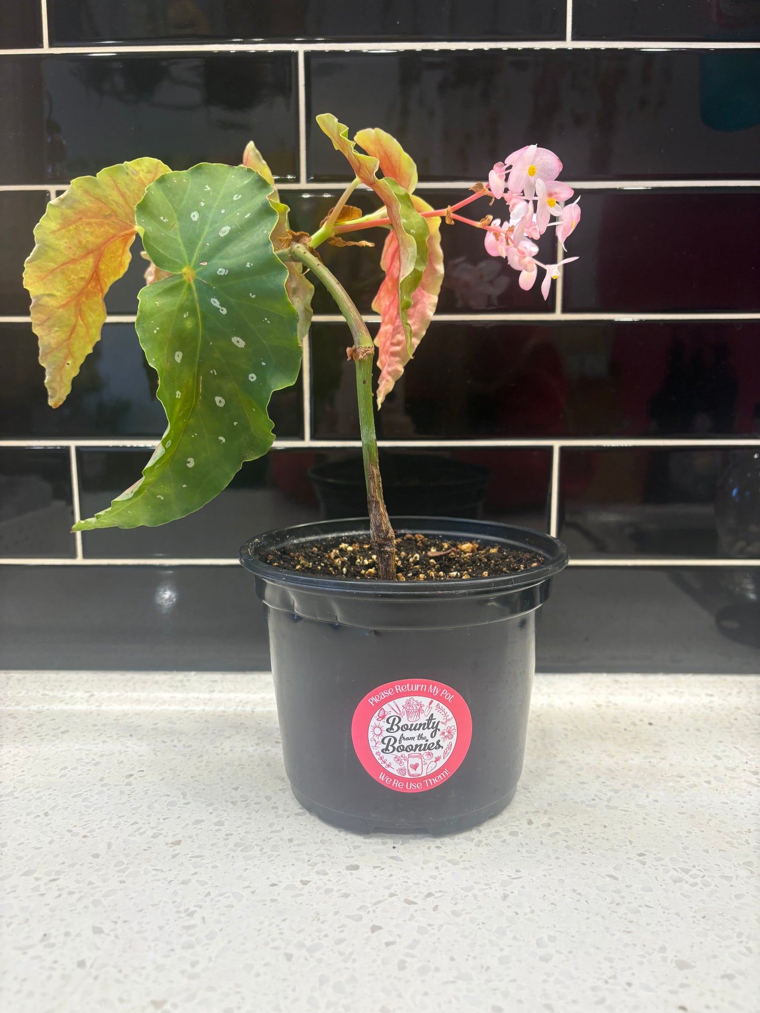 Begonia - Angel Wing (Maculata) 5.5”