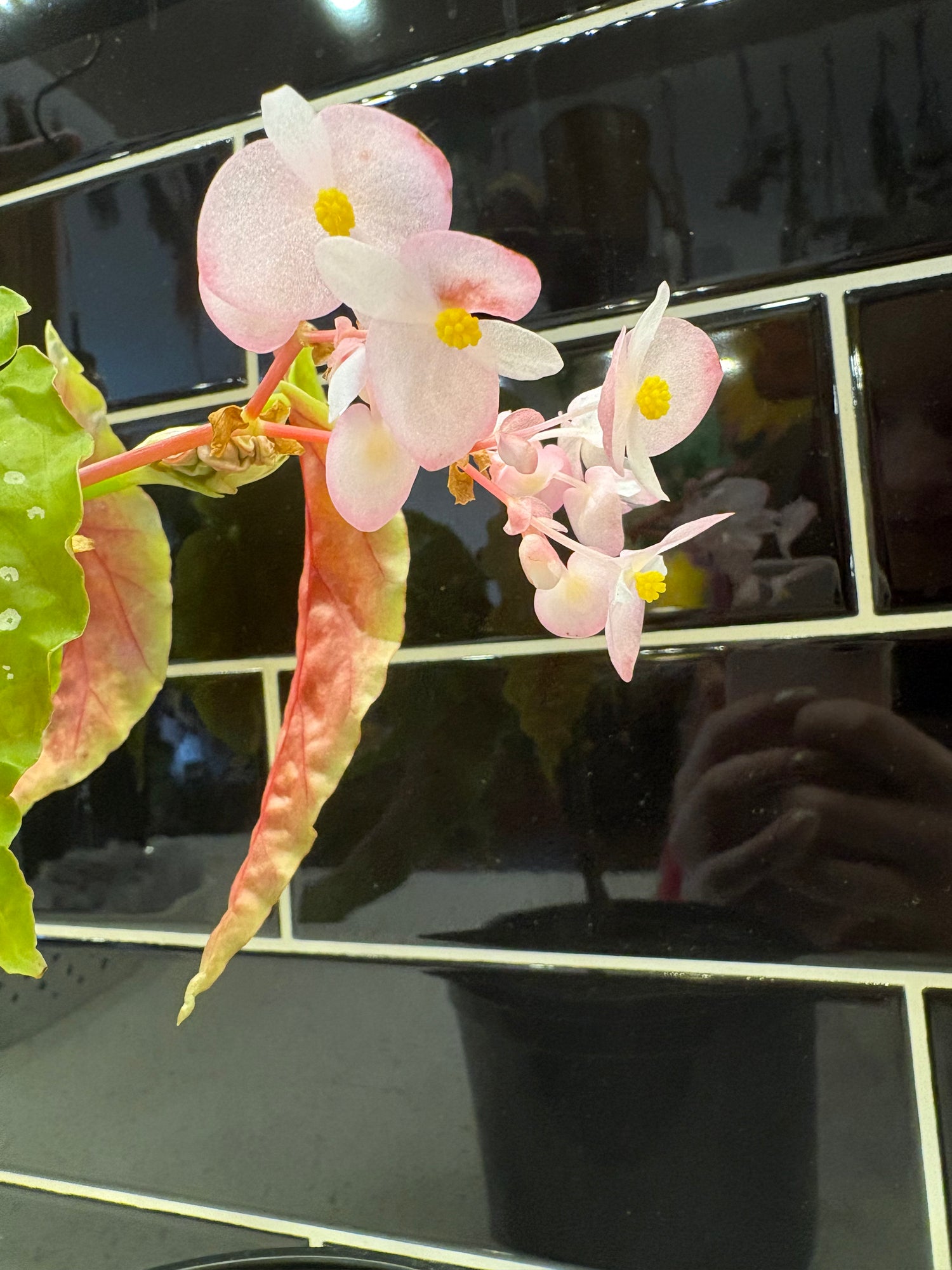 Begonia - Angel Wing (Maculata) 5.5”