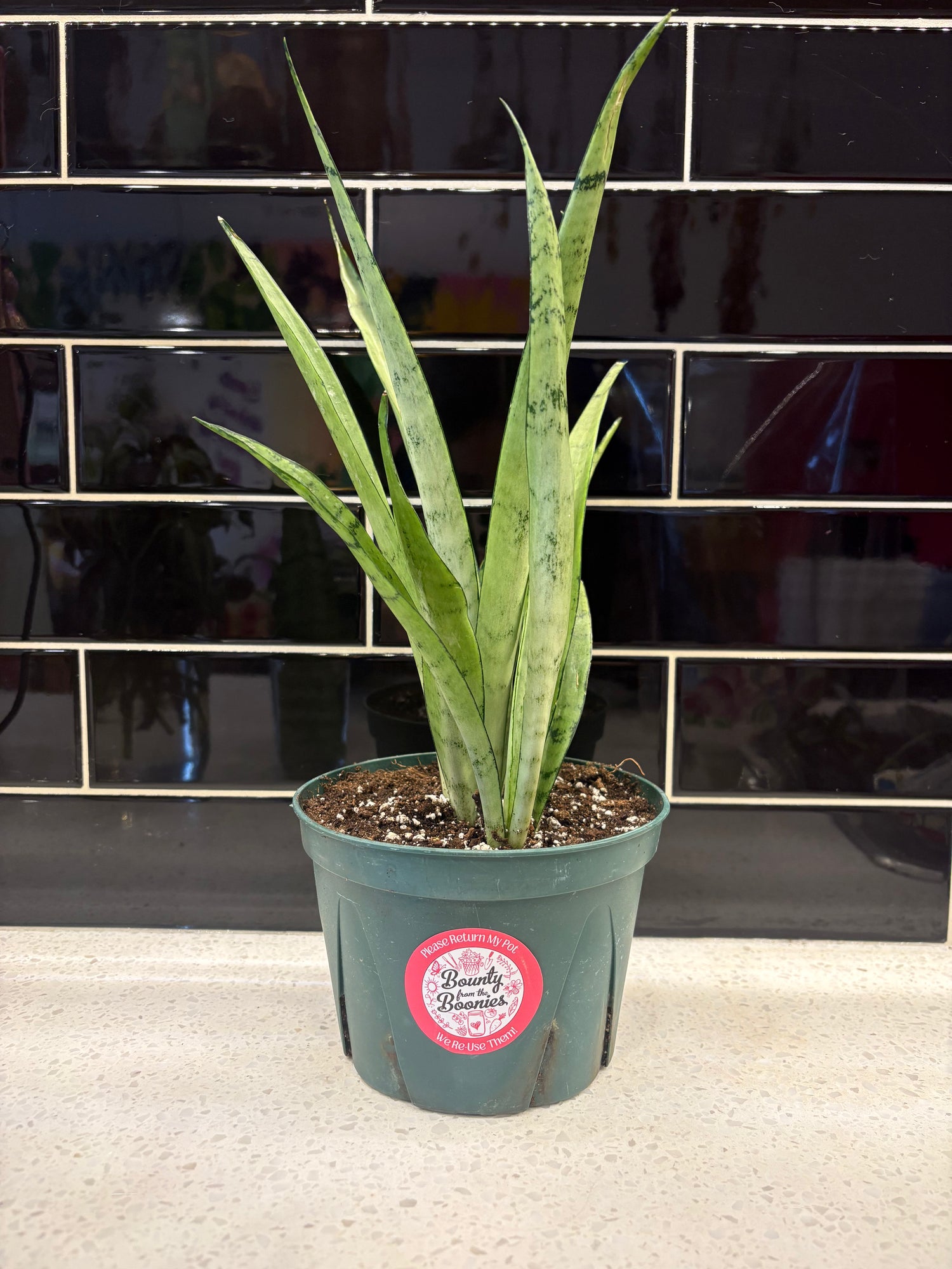 Sansevieria Silver Streak