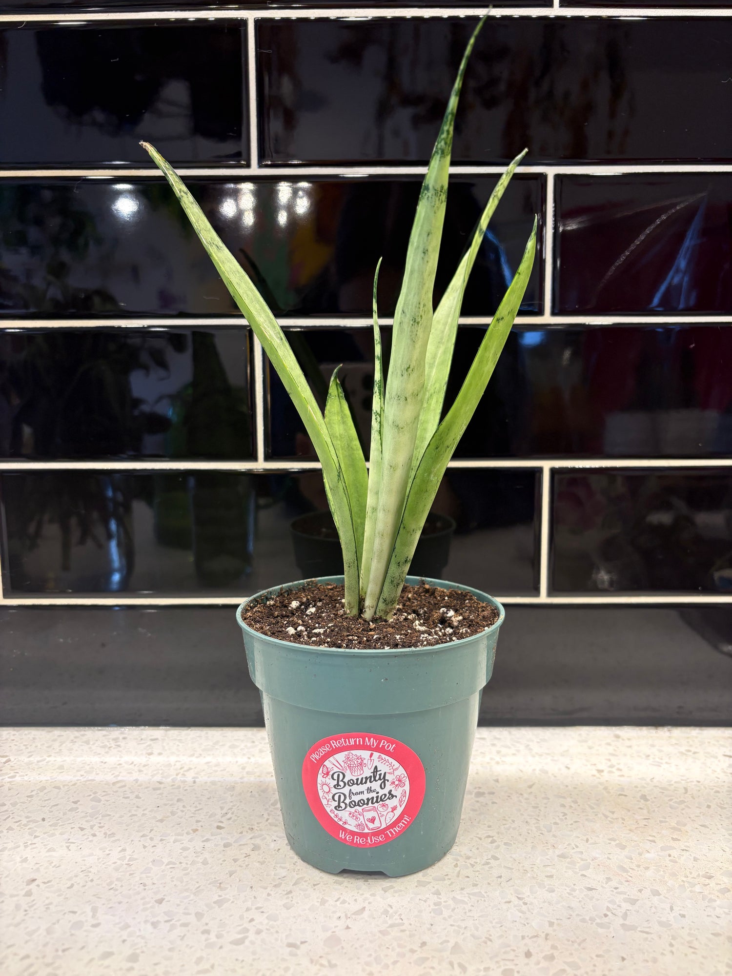 Sansevieria Silver Streak