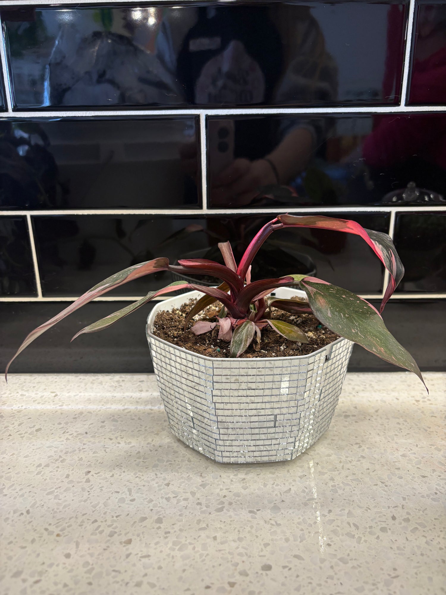 Potted Philodendron Pink Princess