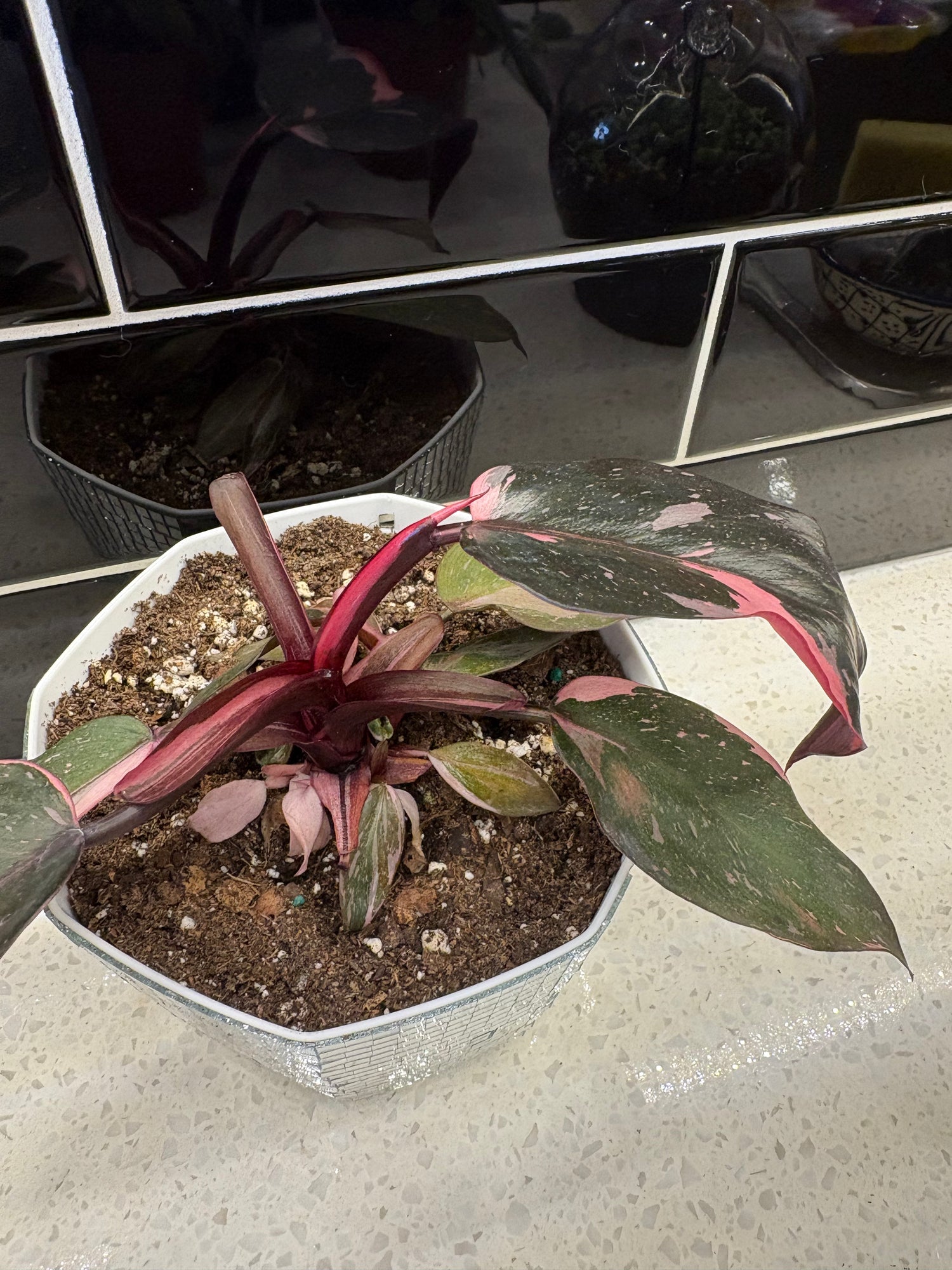 Potted Philodendron Pink Princess