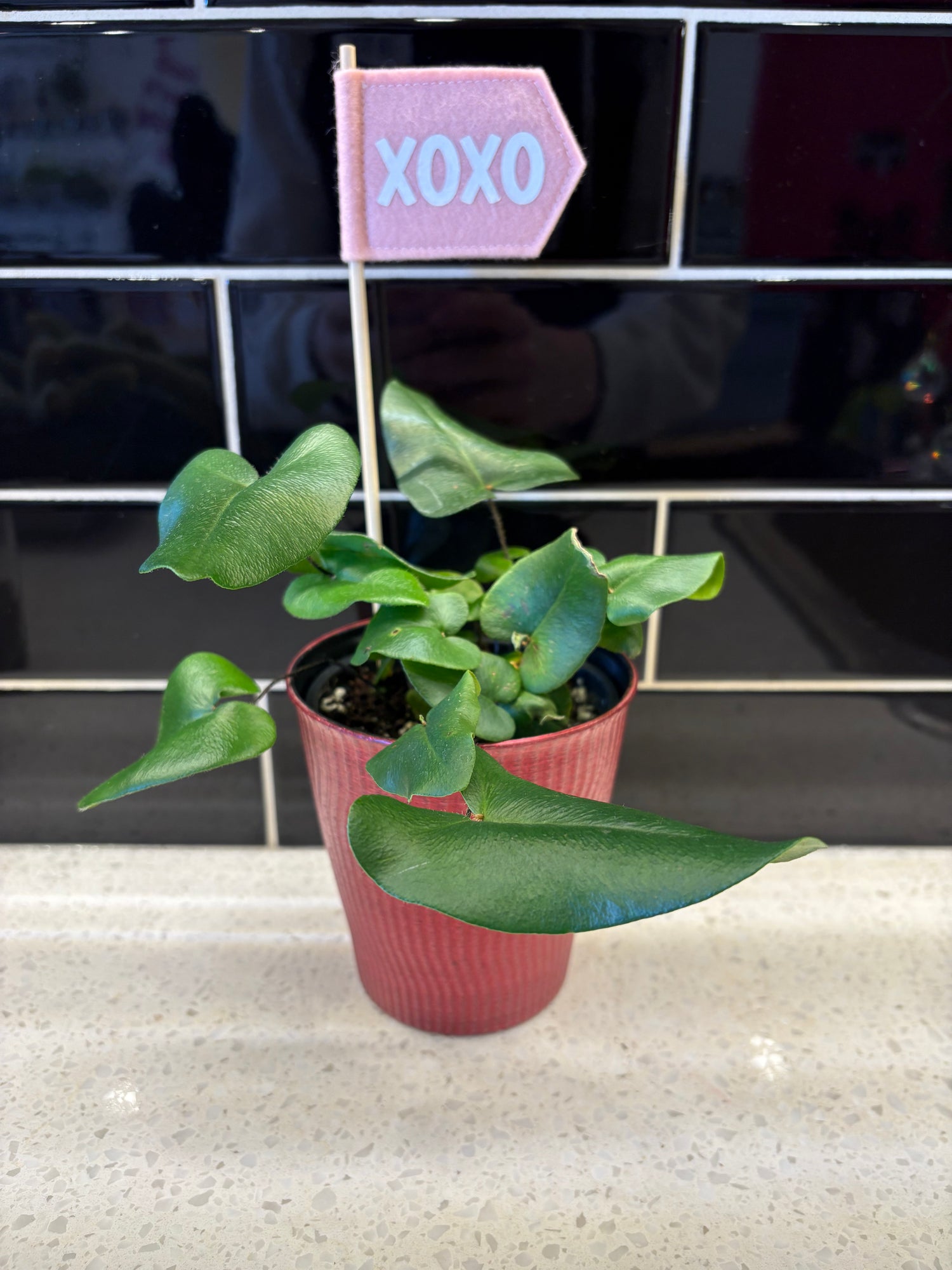 Valentines Heart-leaf Plant 4”