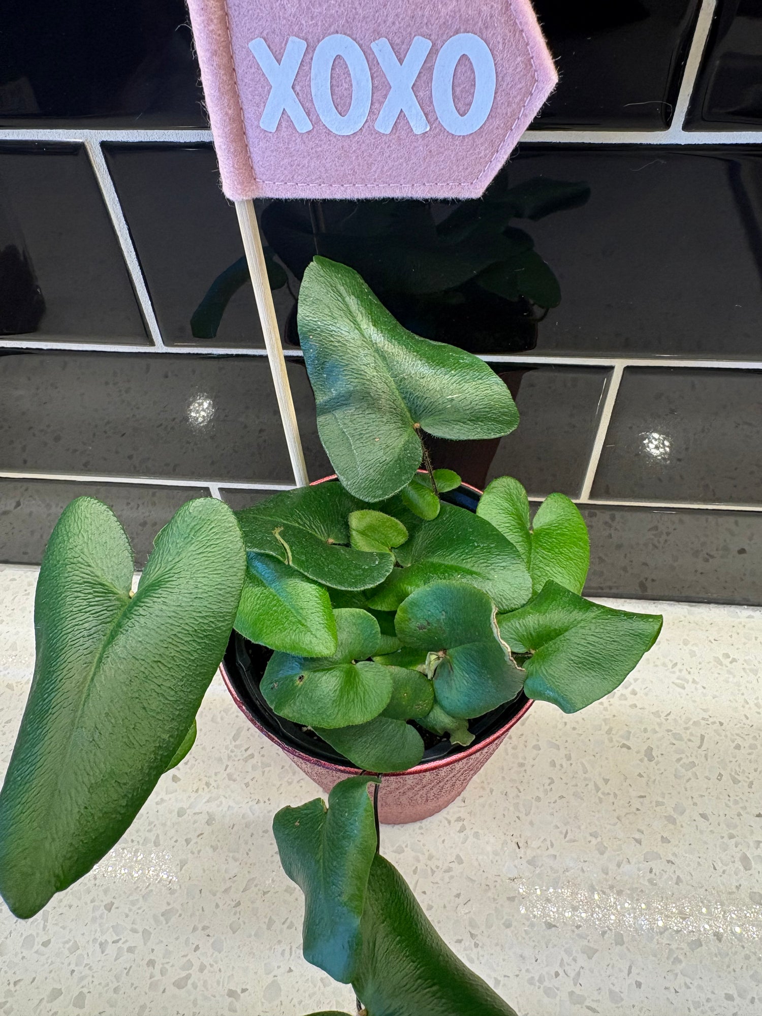 Valentines Heart-leaf Plant 4”