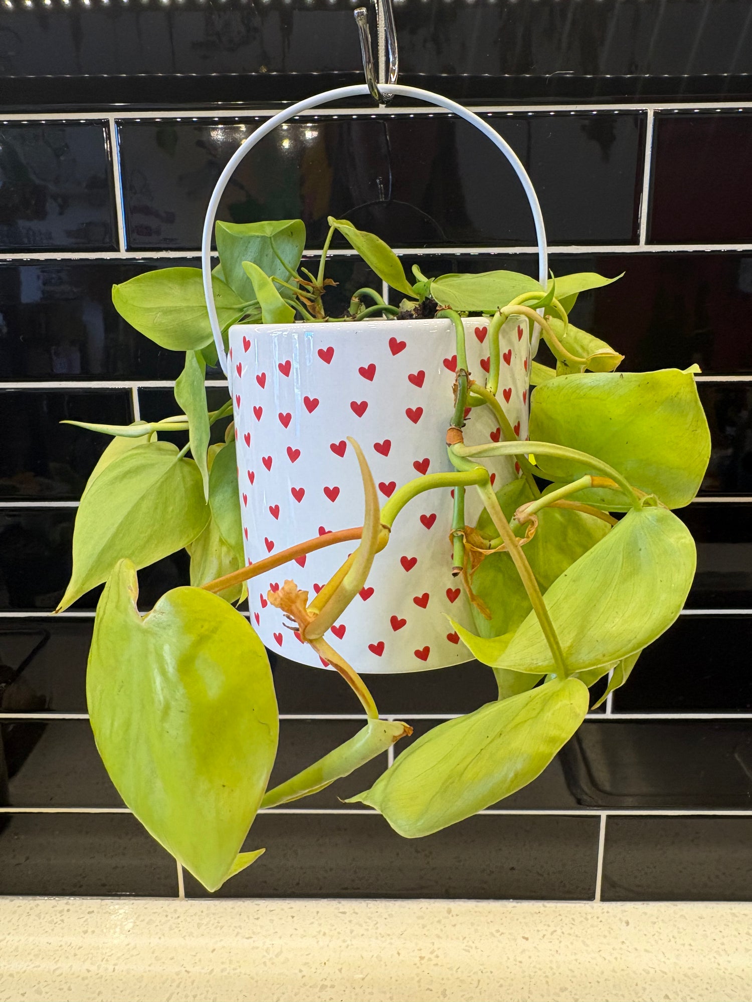 Valentines Neon Pothos 4”
