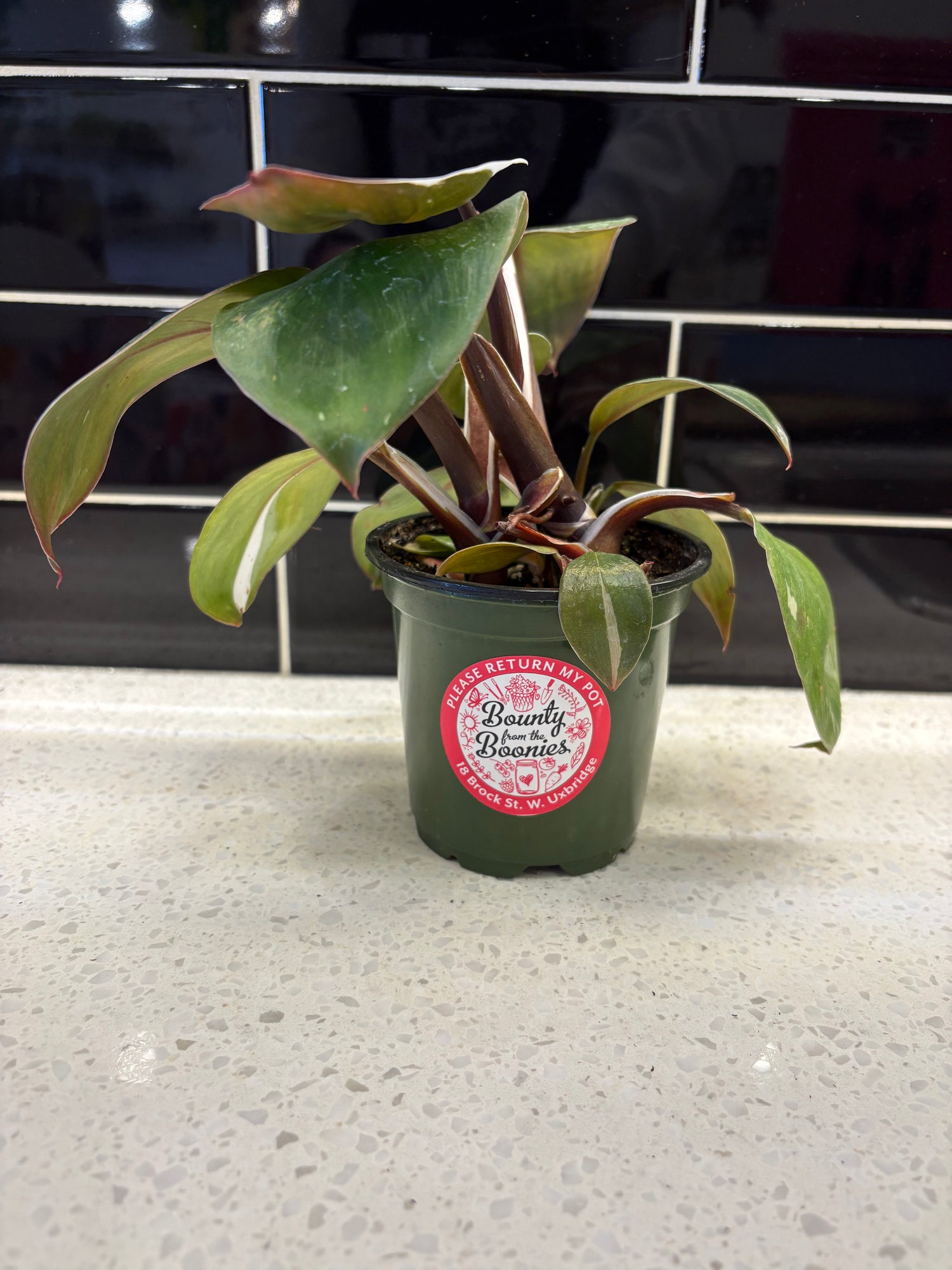 Philodendron White Knight