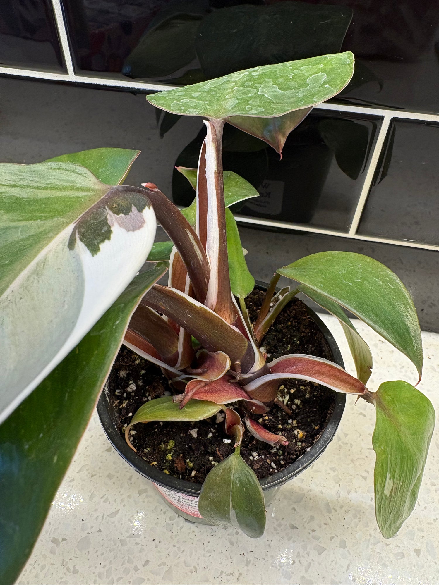 Philodendron White Knight