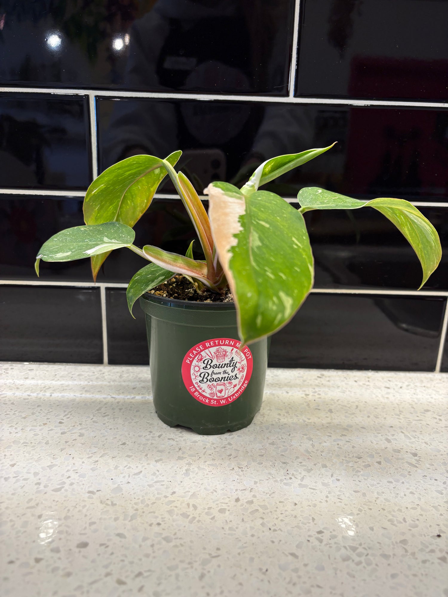 Philodendron - White Wizard 4”