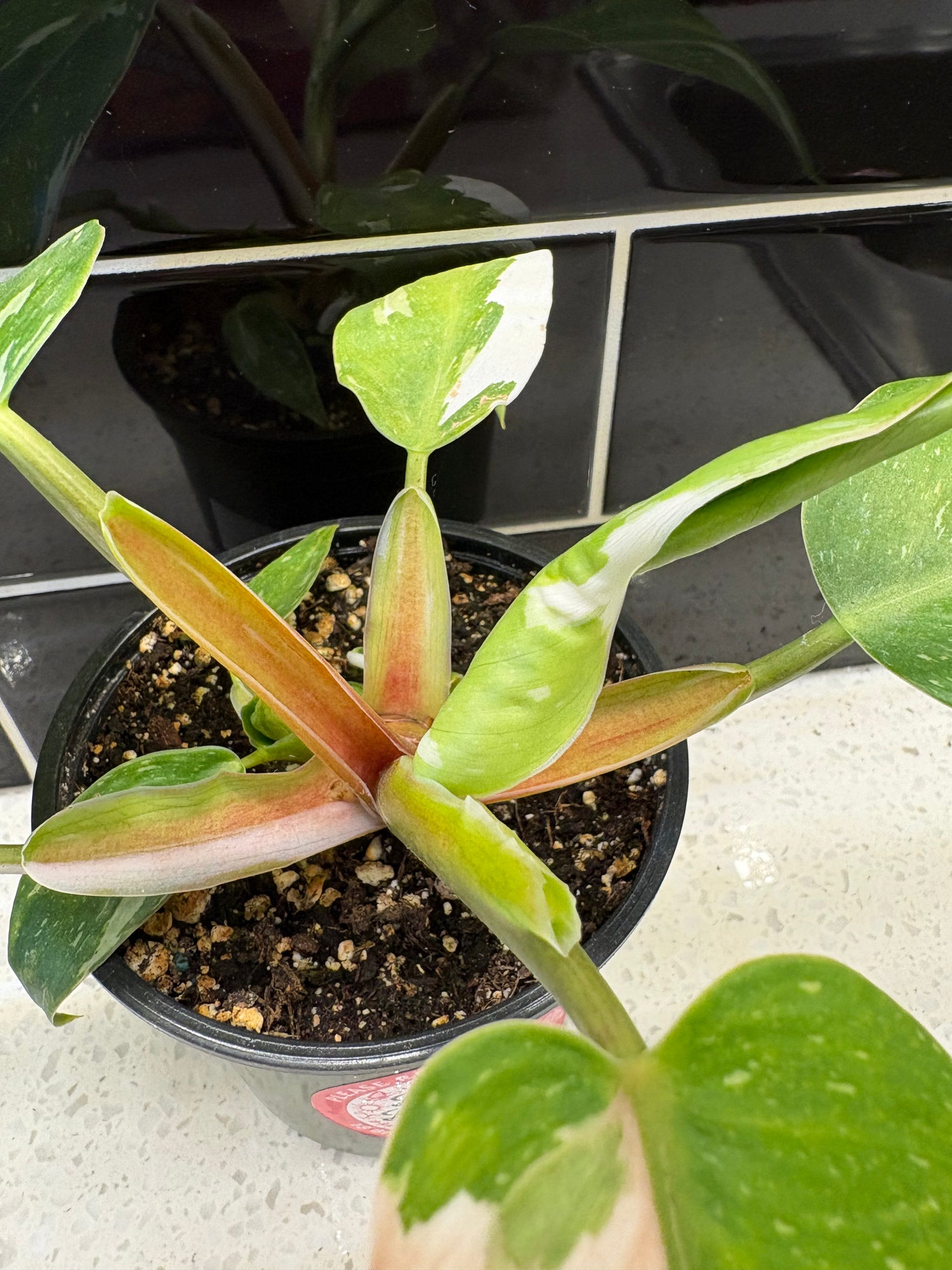 Philodendron - White Wizard 4”