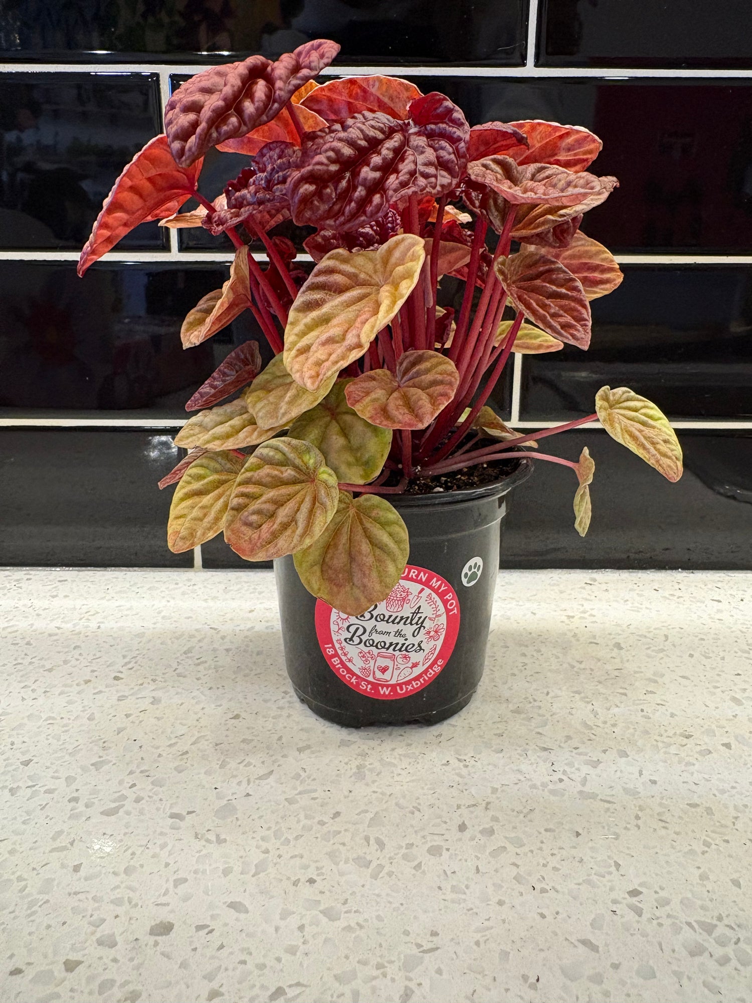 Peperomia Caperata - Quito