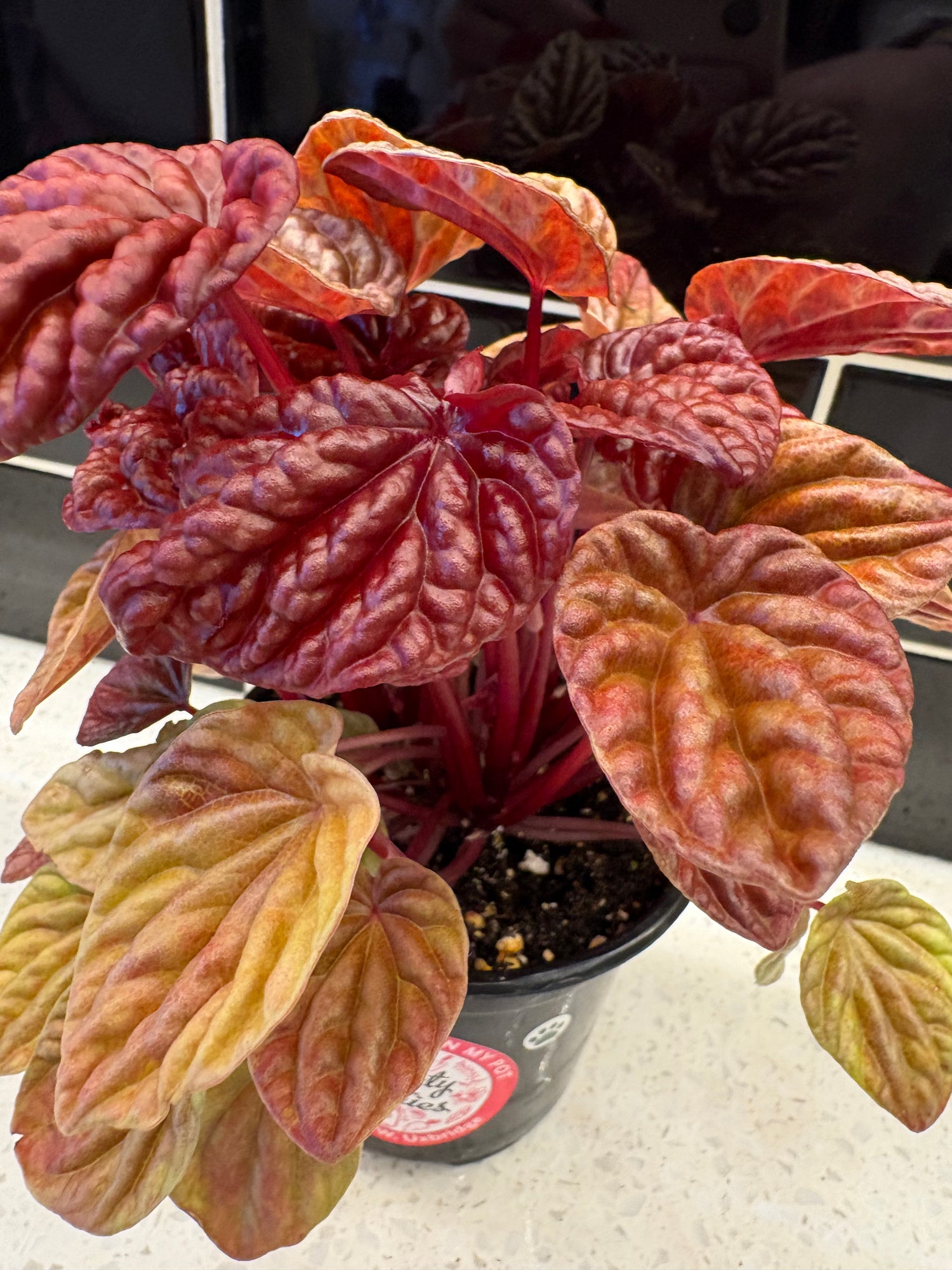 Peperomia Caperata - Quito