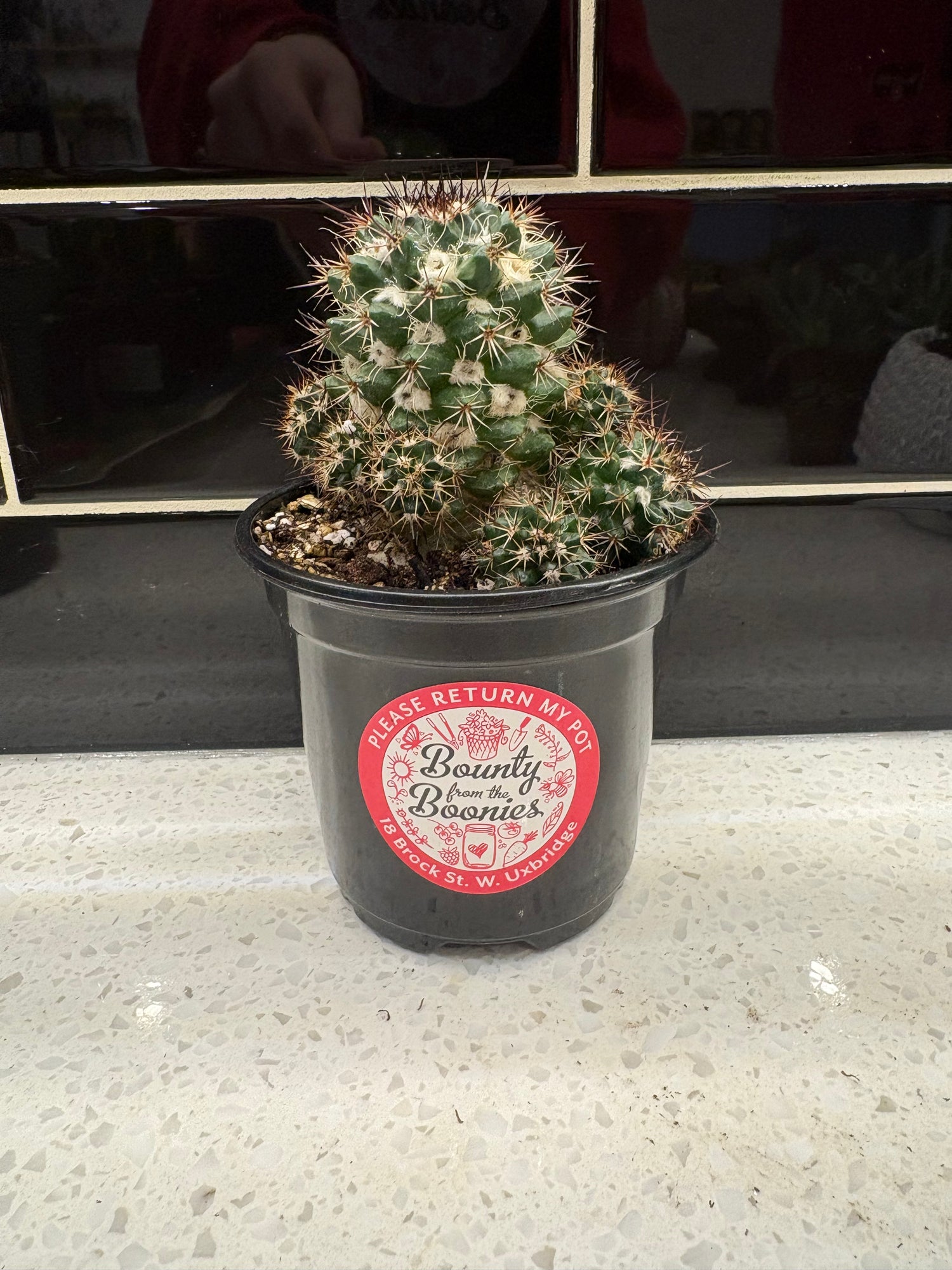 Birds Nest Pincushion Cactus