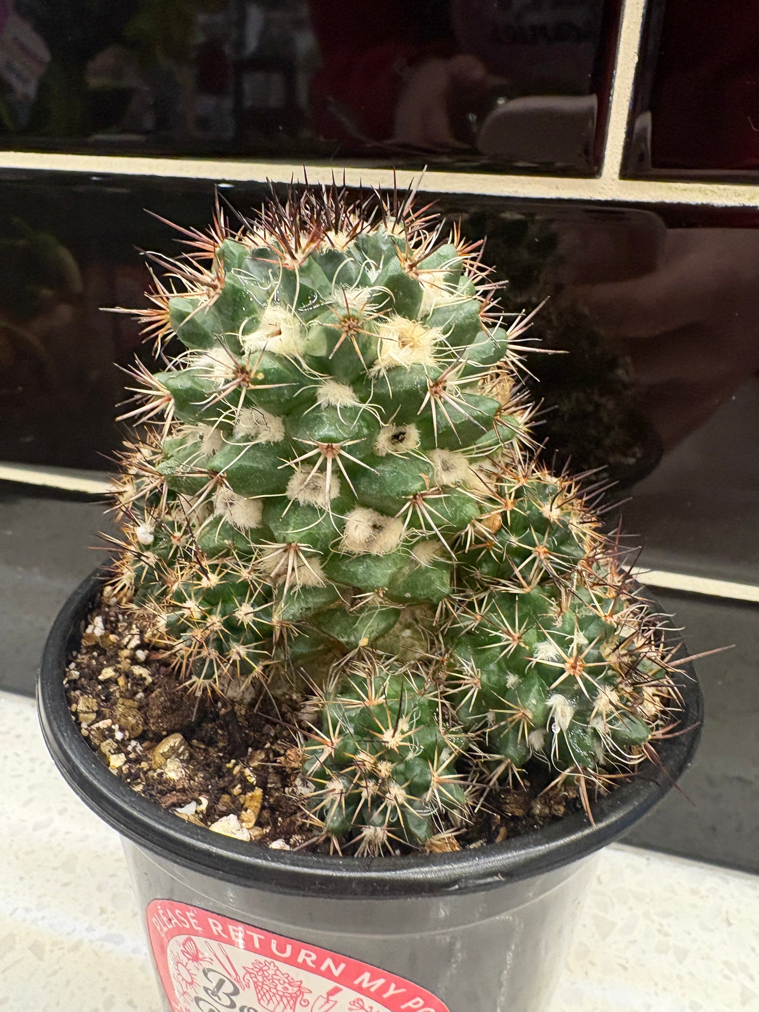 Birds Nest Pincushion Cactus