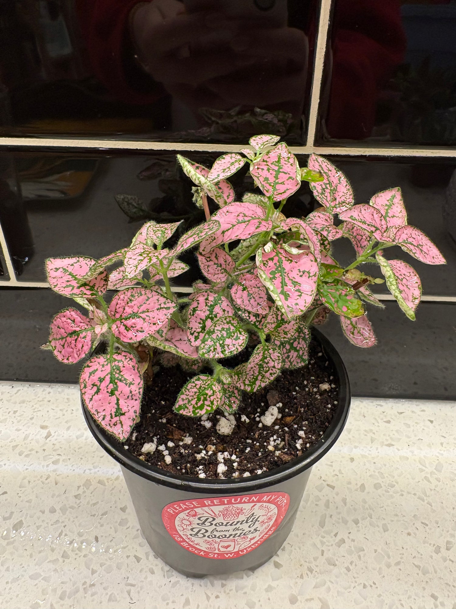 Polka Dot Plant